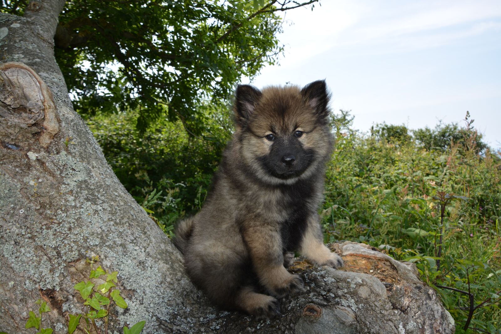 Nikon D5200 sample photo. Dog, bitch puppy, bitch photography