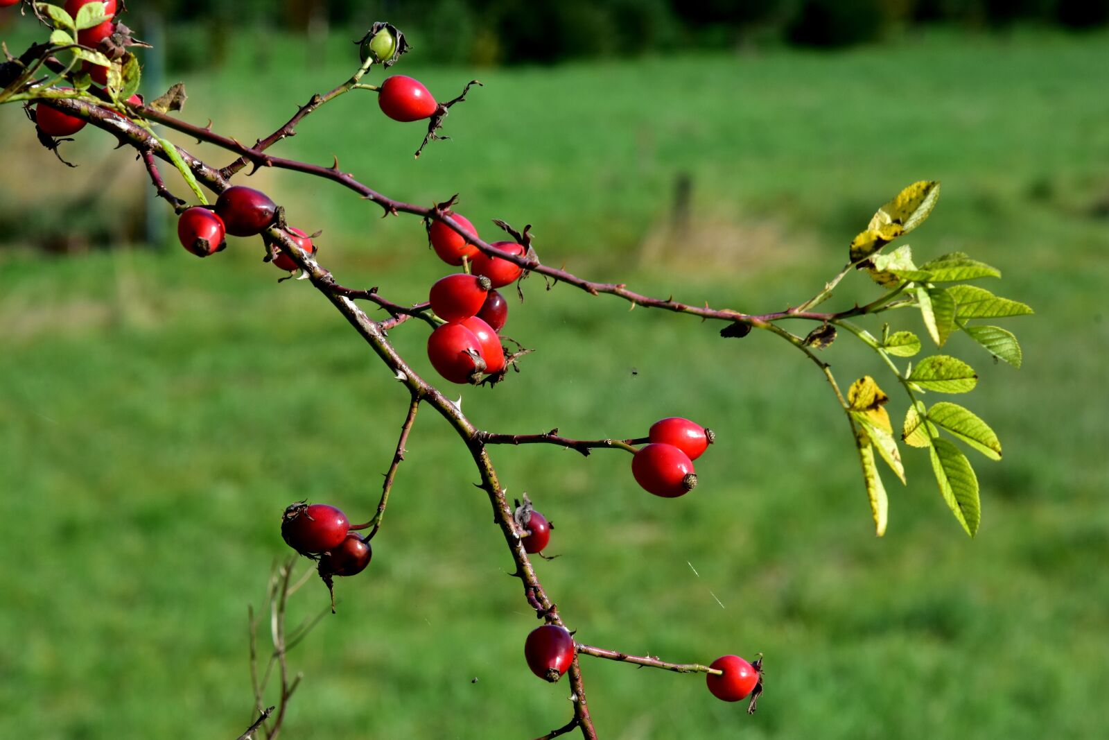 Nikon D7200 sample photo. Autumn, red fruits, red photography