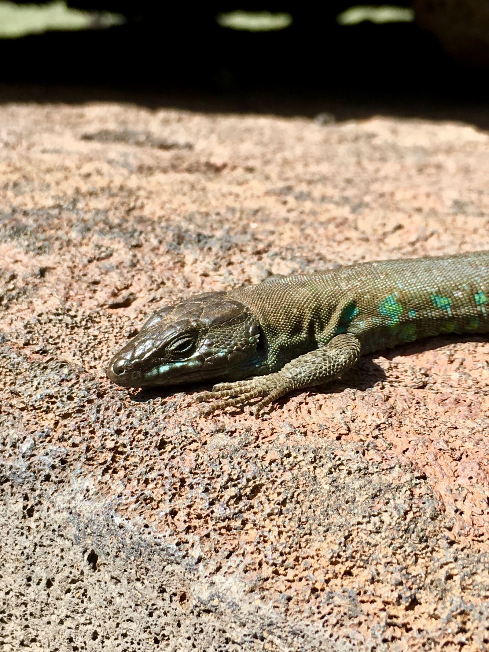 Apple iPhone 6s sample photo. Lizard, reptilia, nature photography