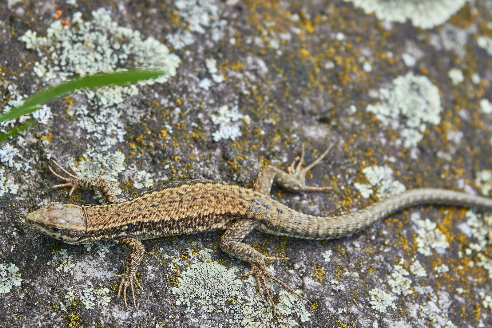 Sony Cyber-shot DSC-RX10 IV sample photo. Lizard, stone, reptile photography