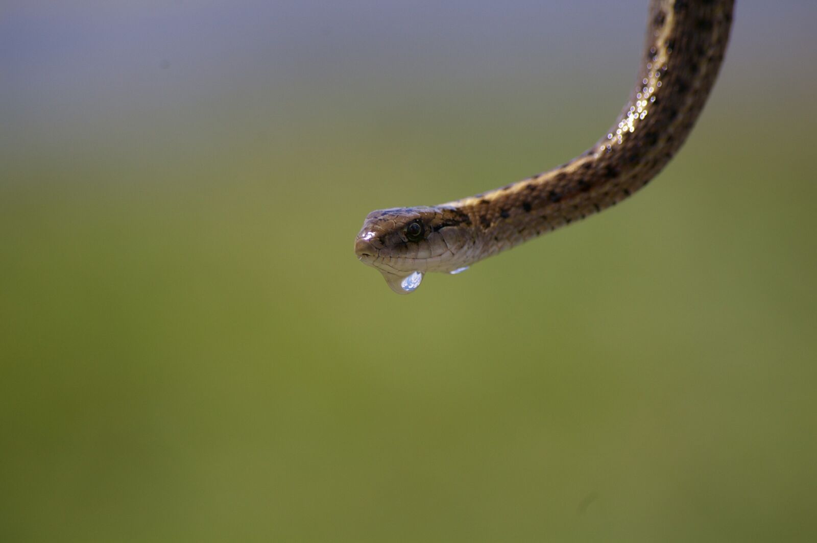 Pentax K110D sample photo. Garter snake, water, drip photography