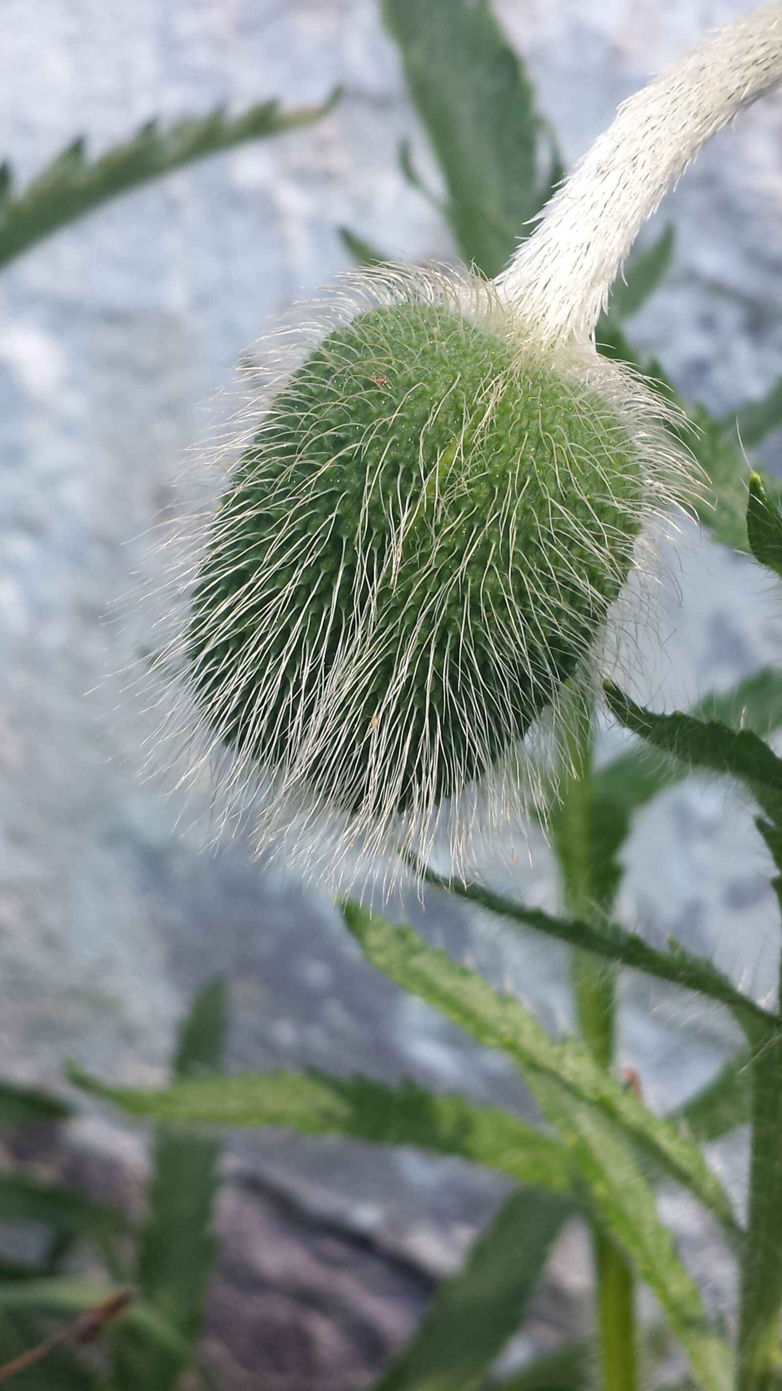 Samsung Galaxy S4 sample photo. Poppy, summer, spring photography