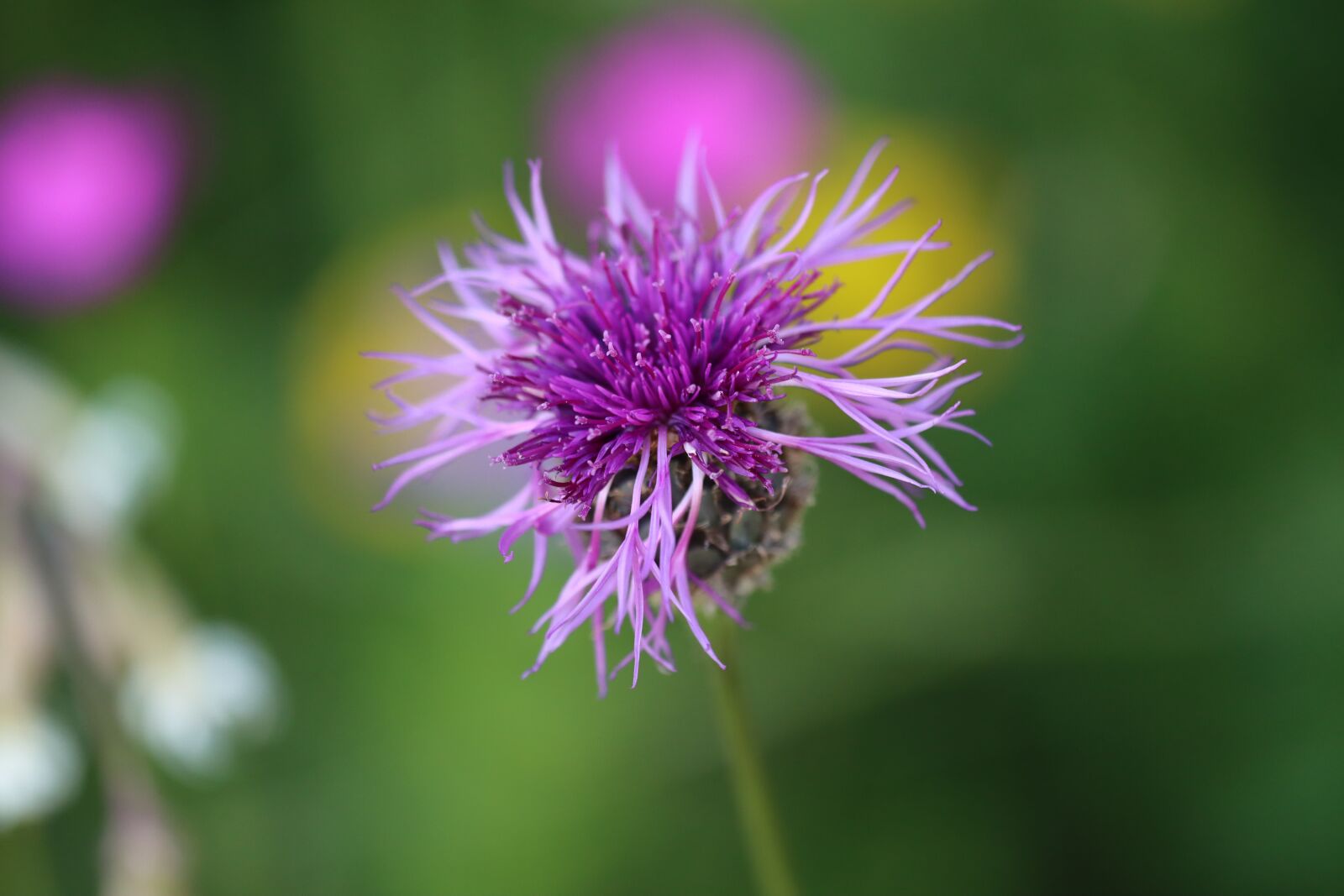 Canon EOS 90D sample photo. Flower meadow, flower, blue photography