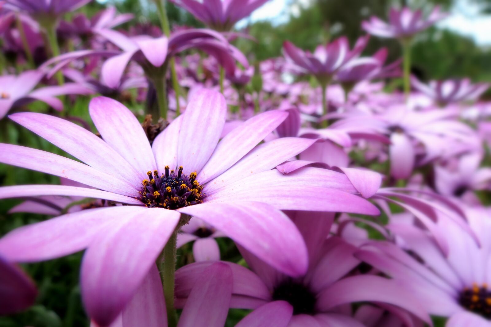 Canon PowerShot SX40 HS sample photo. British, flora, green photography