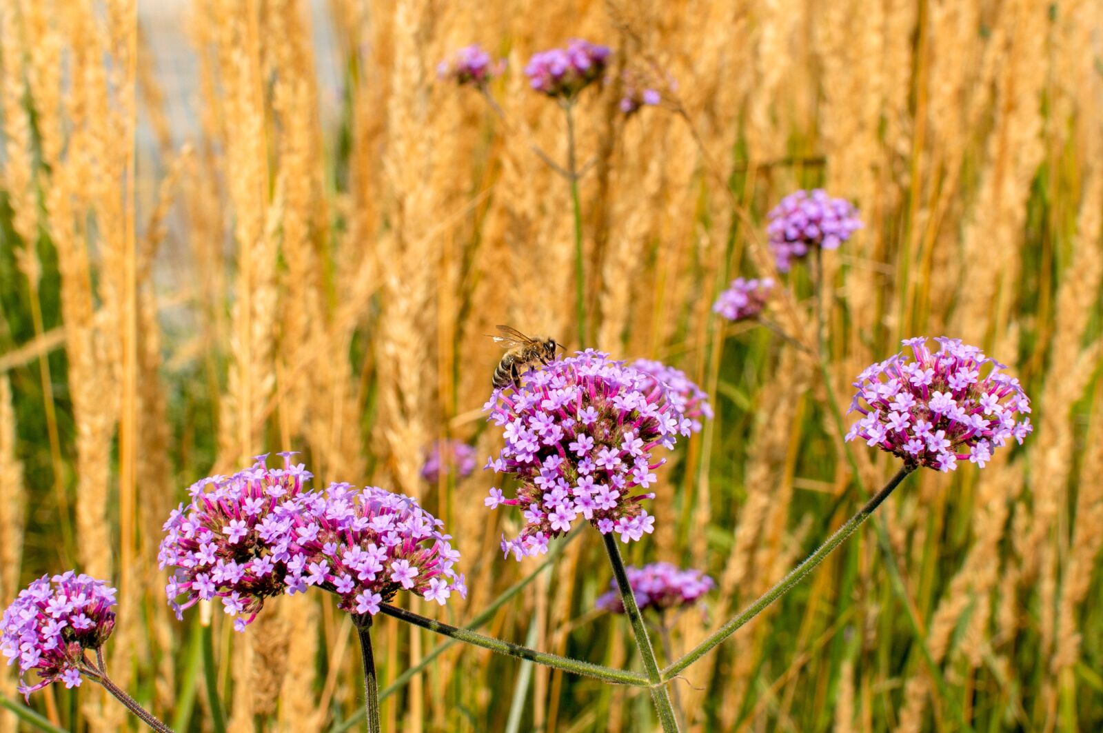 Nikon D3200 sample photo. Verbena, pollination, bee photography