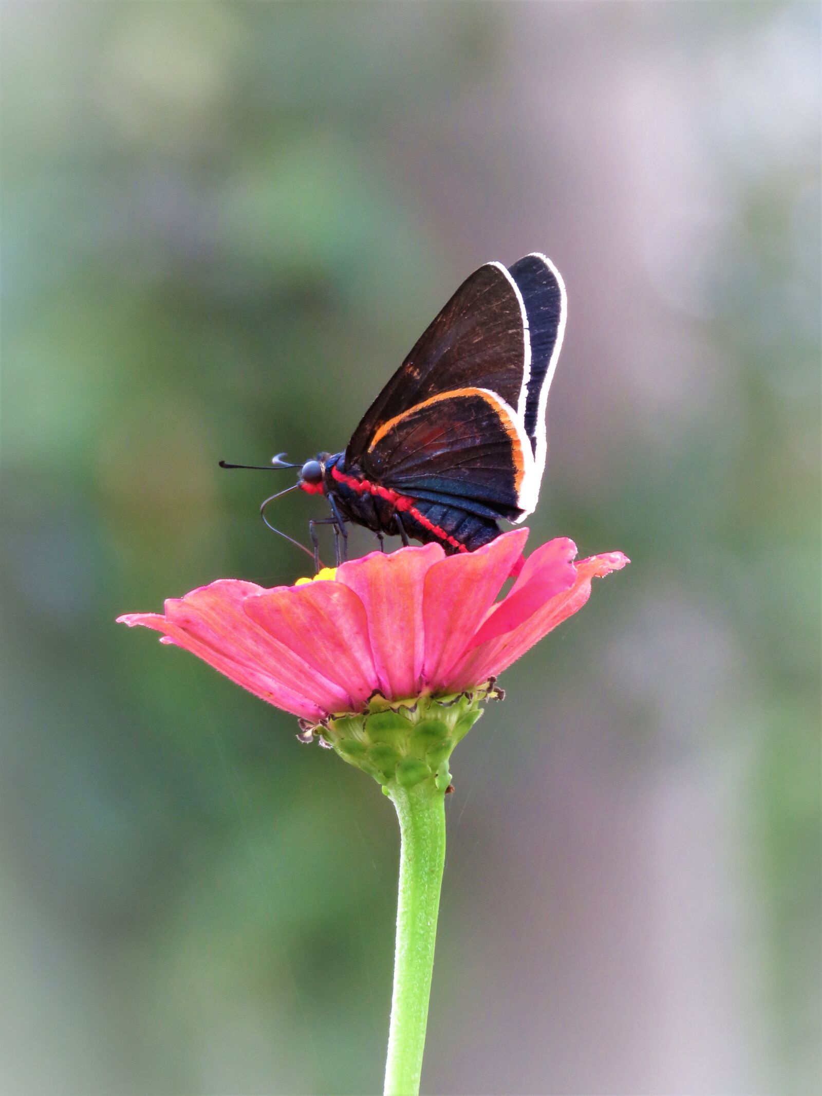 Canon PowerShot SX60 HS sample photo. Butterfly, flower, insect photography