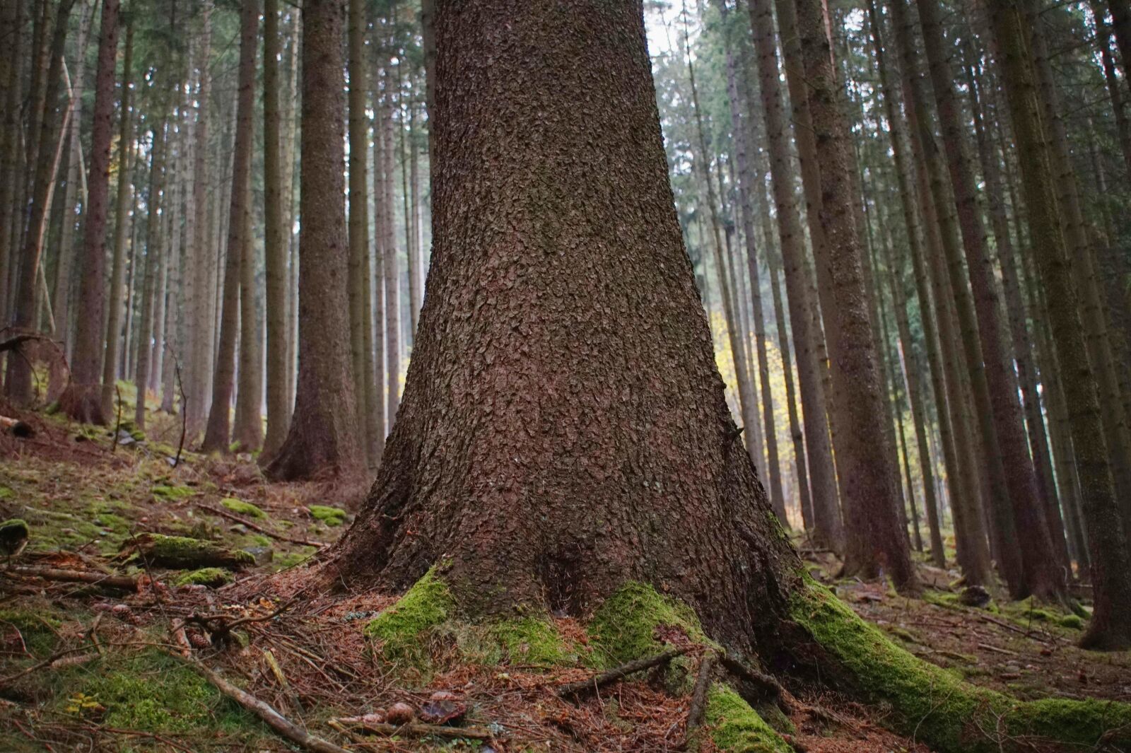 Sony Alpha a5000 (ILCE 5000) sample photo. Tree, spruce, root photography
