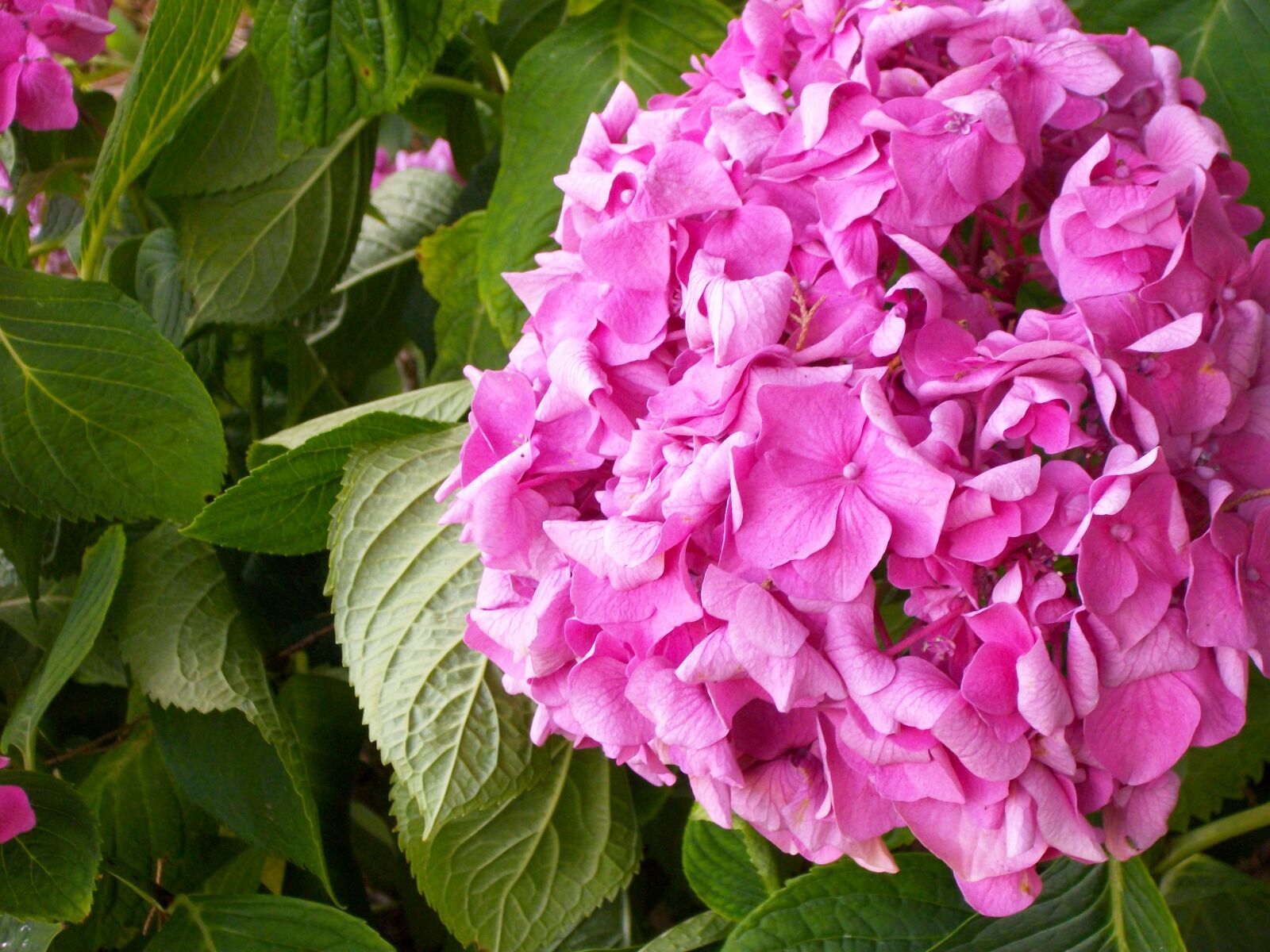 Pentax Optio M85 sample photo. Hydrangea, flower, fuchsia photography