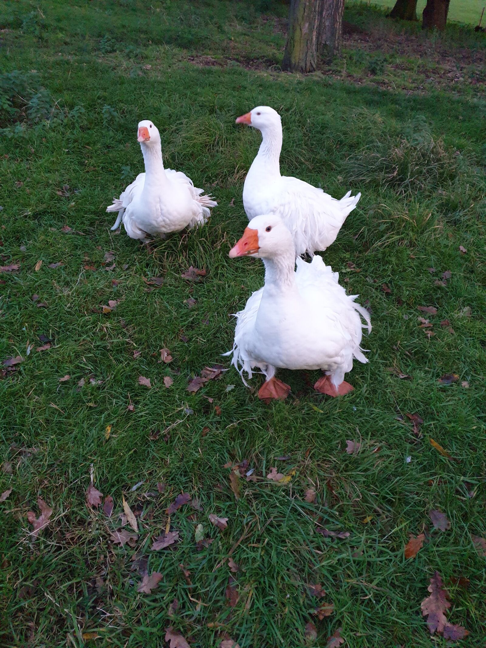 Samsung Galaxy S9 sample photo. Geese, feathers, bird photography
