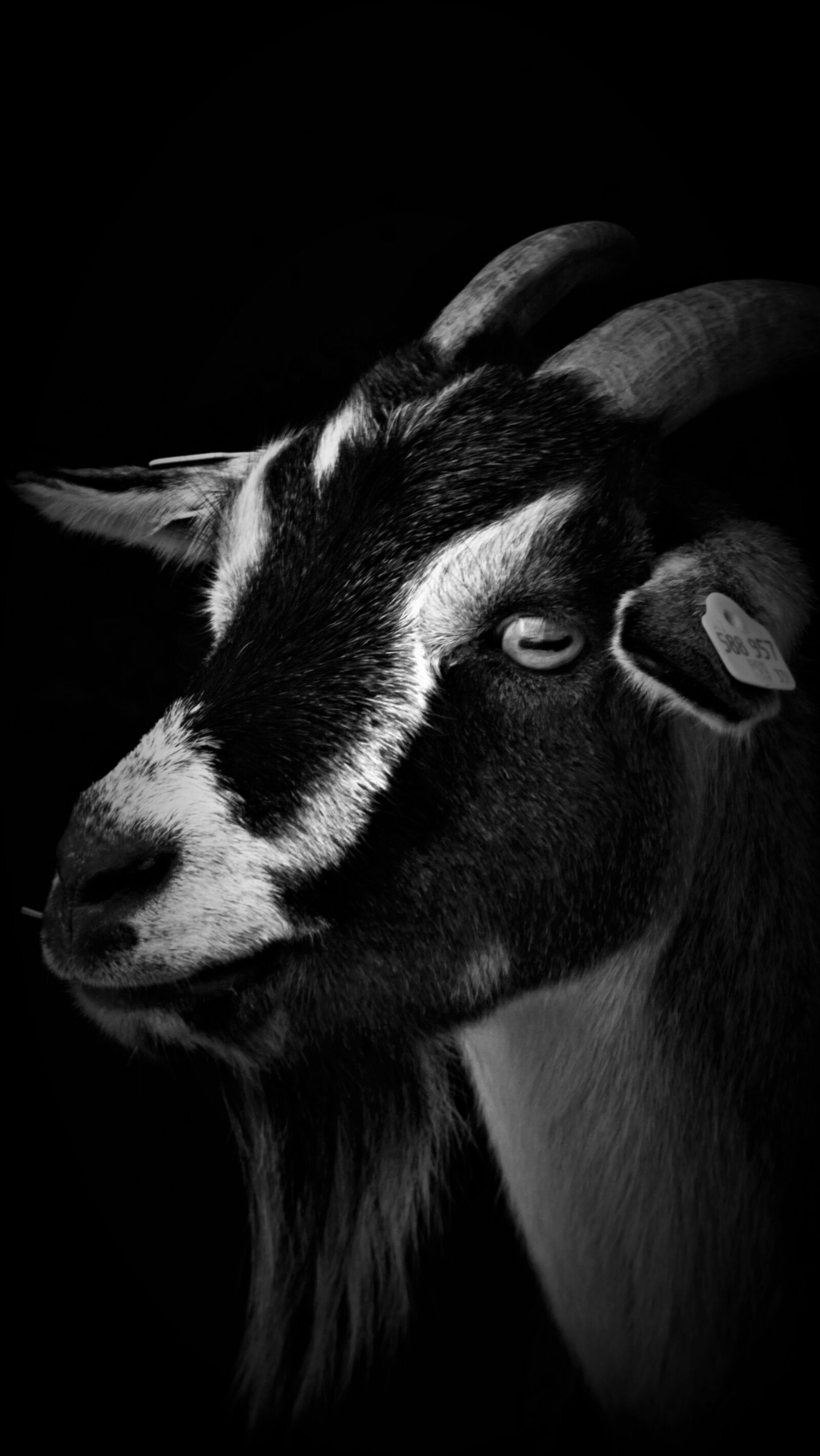 Sony Cyber-shot DSC-HX300 sample photo. Goat, portrait, animal photography
