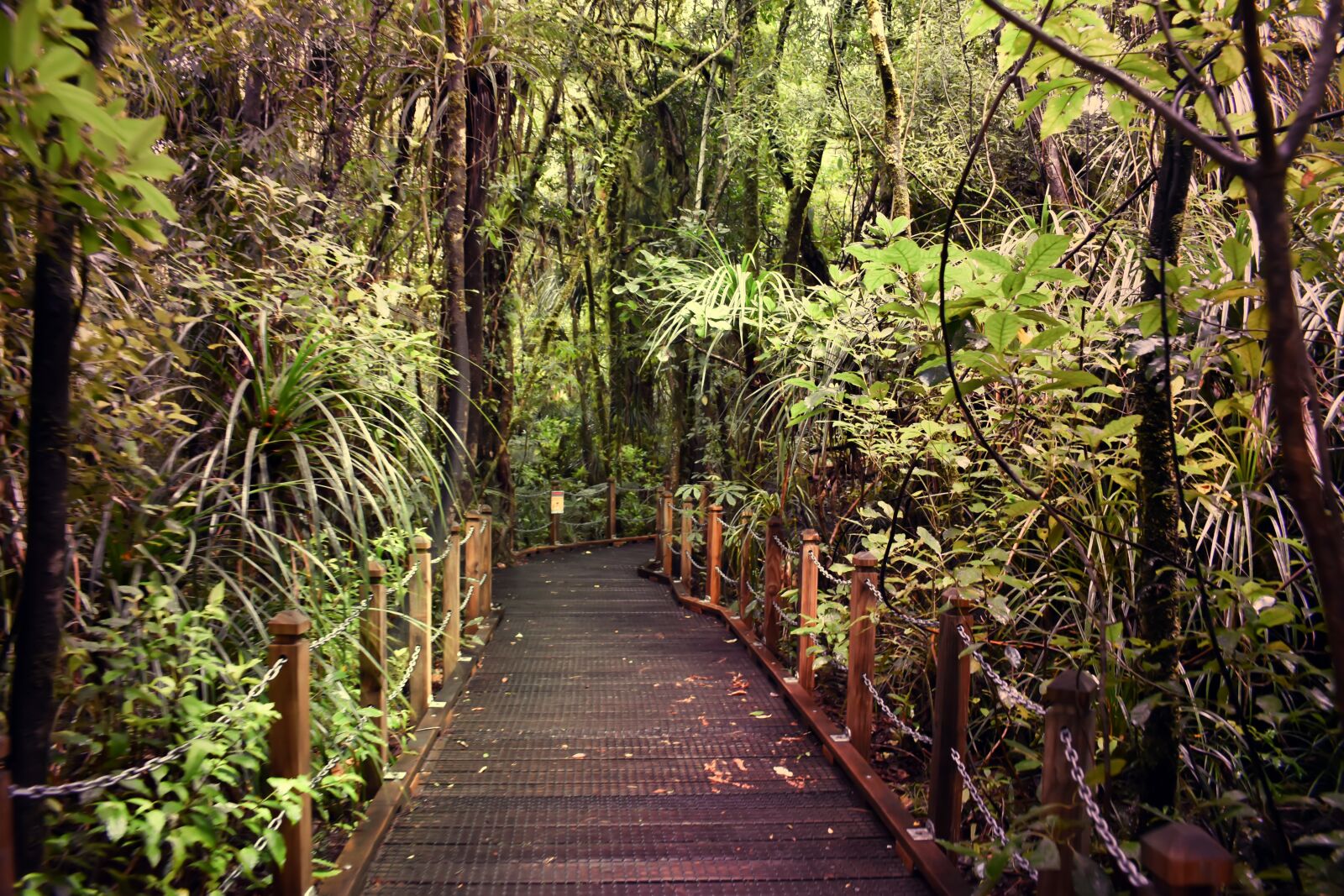 Nikon D5600 sample photo. Foot path, forest walk photography