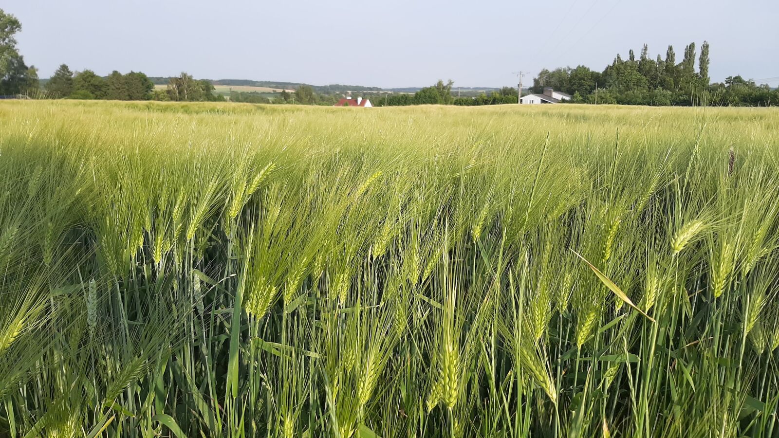 Samsung Galaxy A50 sample photo. Field, wheat photography