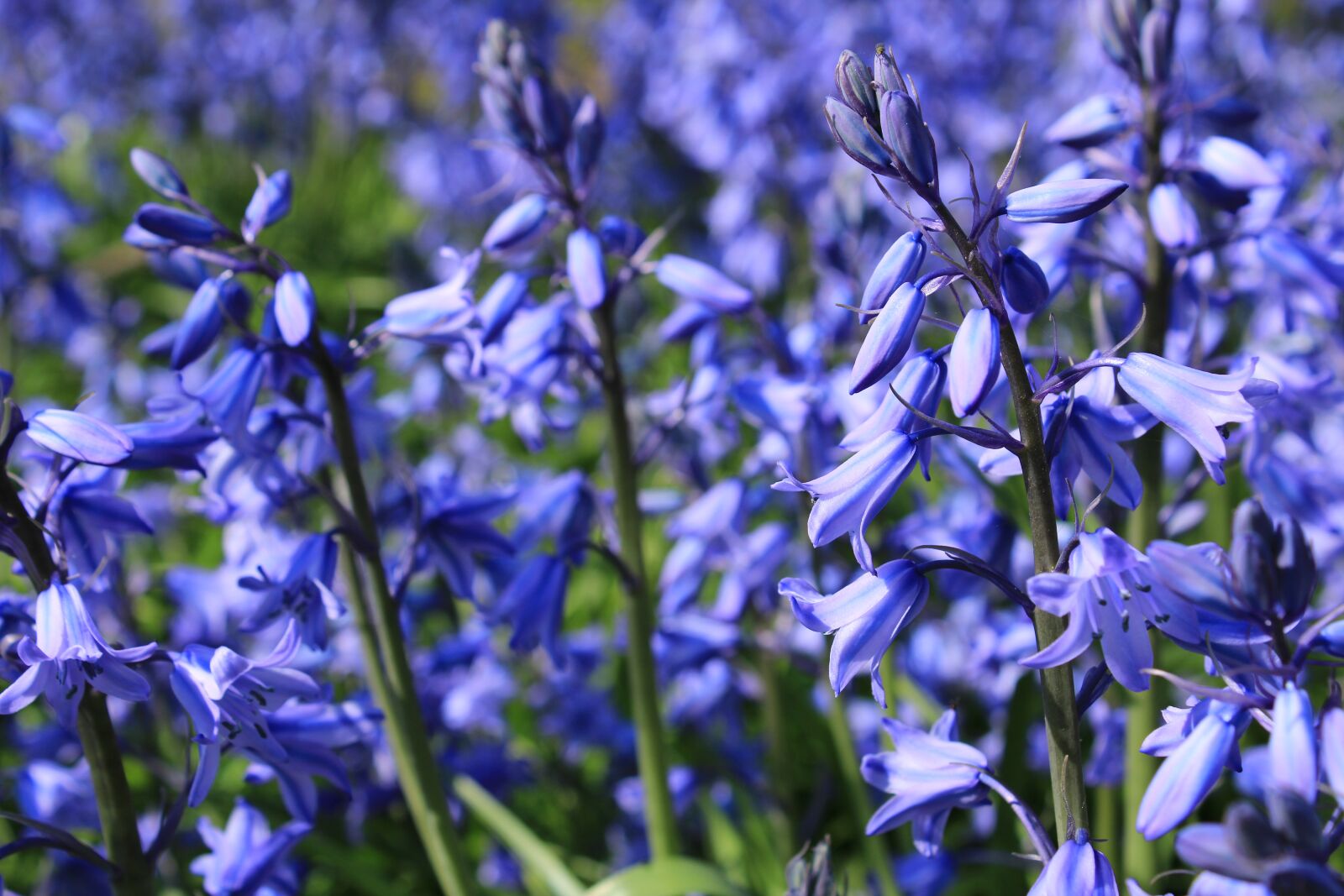 Canon EOS 2000D (EOS Rebel T7 / EOS Kiss X90 / EOS 1500D) sample photo. Flower, bluebell, blue star photography