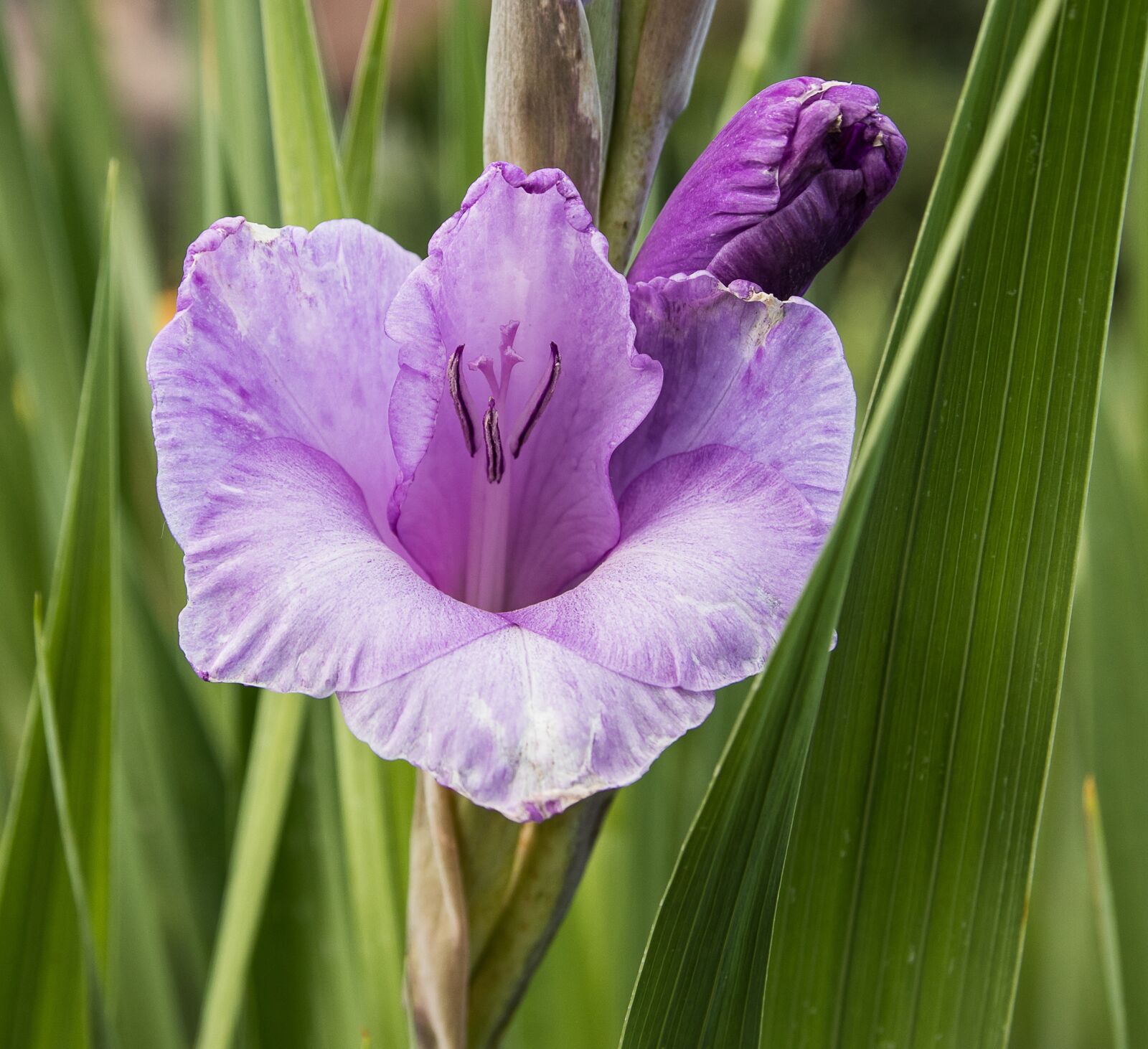 Canon EOS 80D sample photo. Gladiolus, blossom, bloom photography