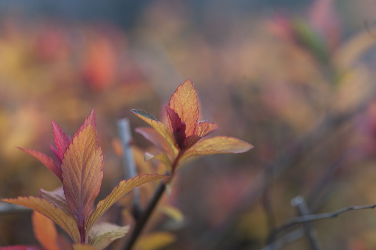 Nikon D700 sample photo. Leaves, red, nature photography