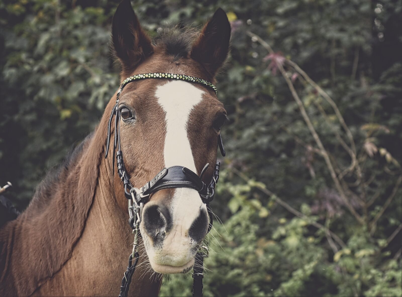 Nikon D7200 sample photo. Horse, ride, equestrian photography
