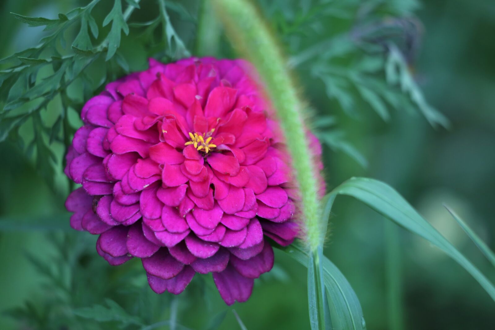Canon EF 70-300 F4-5.6 IS II USM sample photo. Purple zinnia, blooming, flower photography