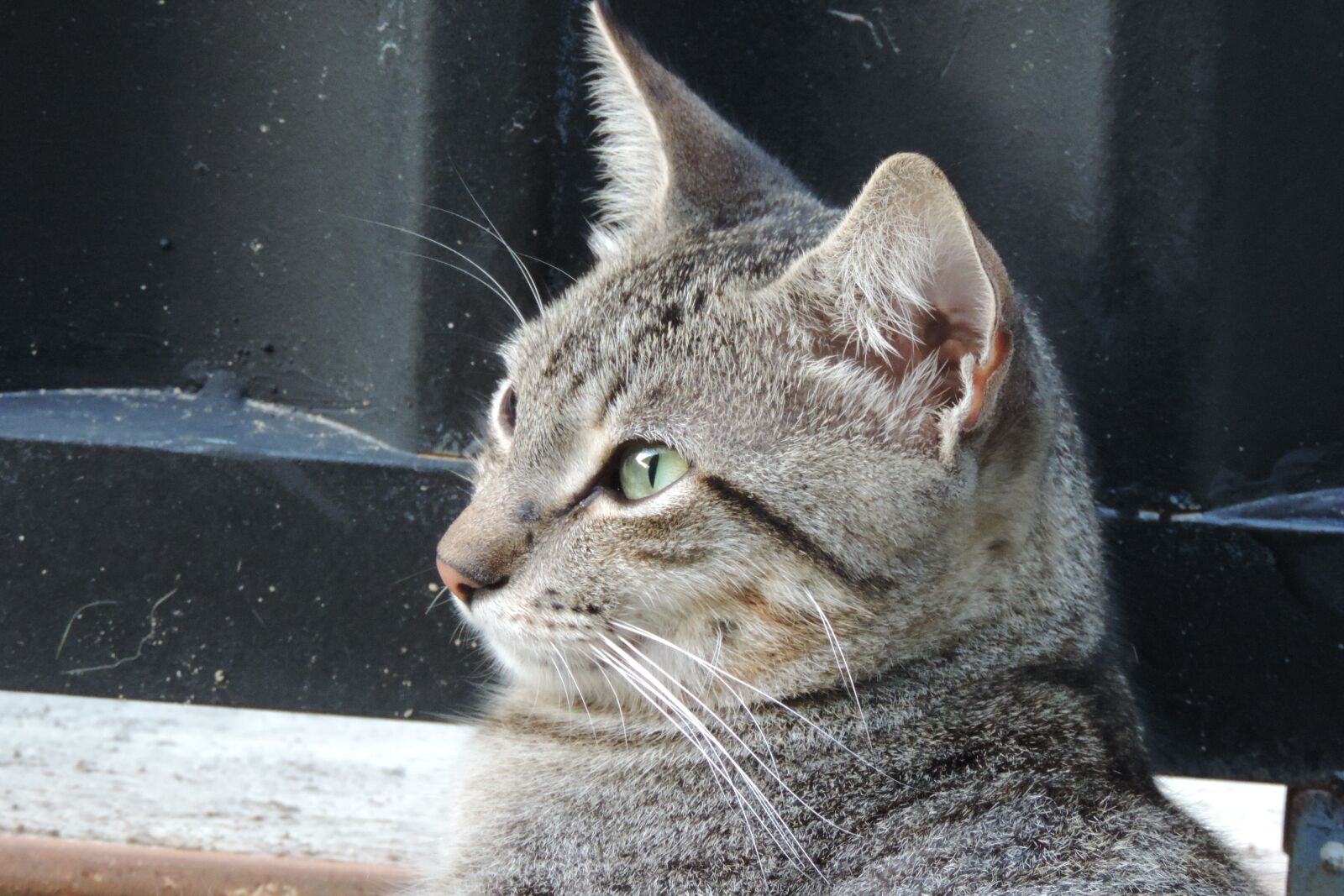 Nikon Coolpix P520 sample photo. Cat, kitten, beautiful photography