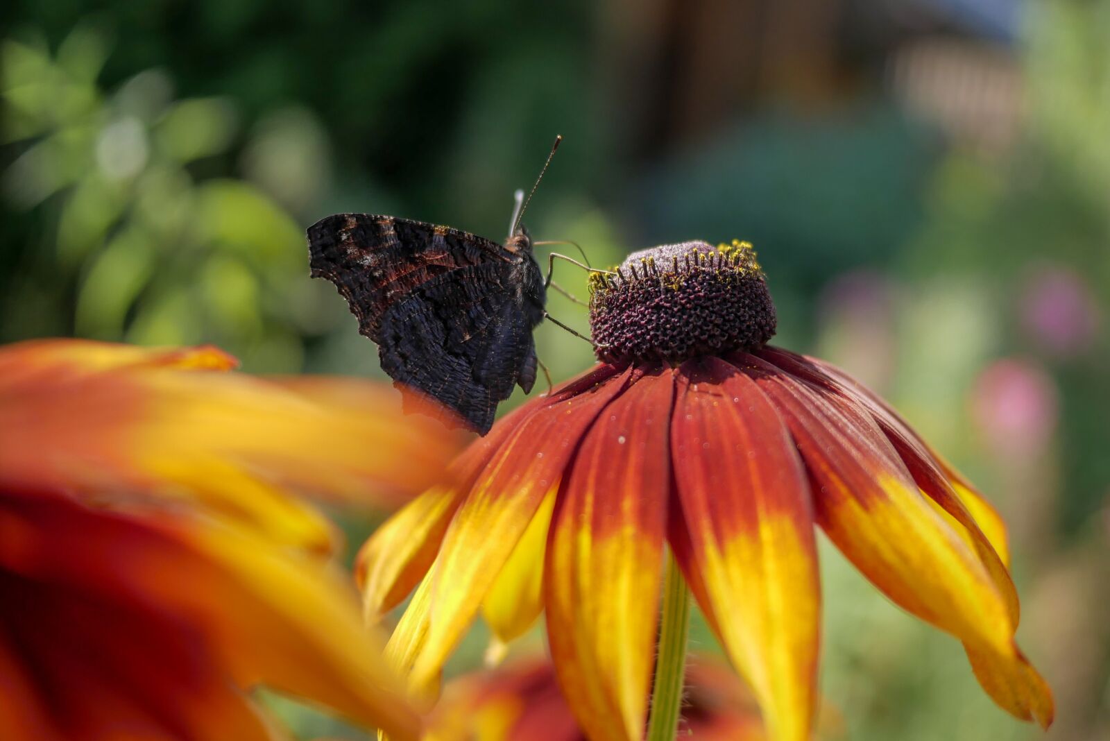 Panasonic Lumix DMC-GX85 (Lumix DMC-GX80 / Lumix DMC-GX7 Mark II) + LUMIX G 20/F1.7 II sample photo. Butterfly, flower, yellow photography