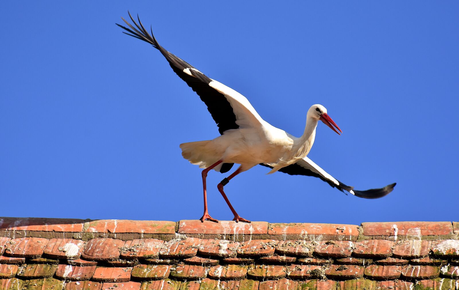 Nikon D7200 sample photo. Stork, bird, flying photography