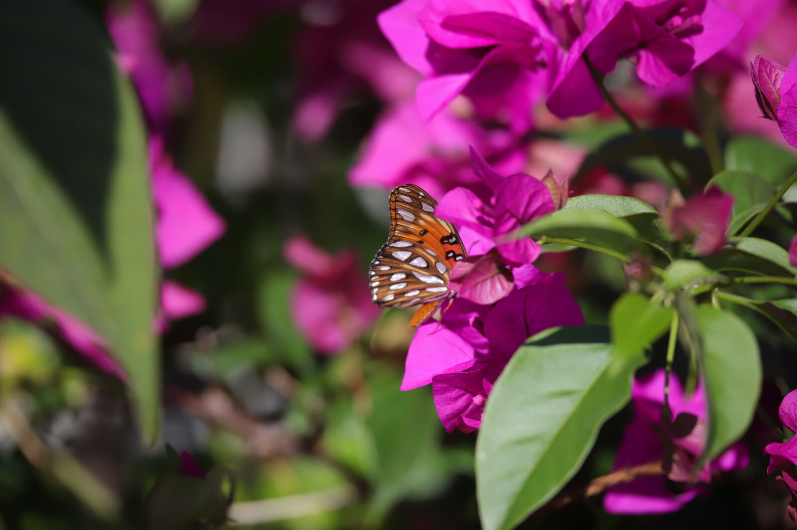 Canon EOS 6D Mark II sample photo