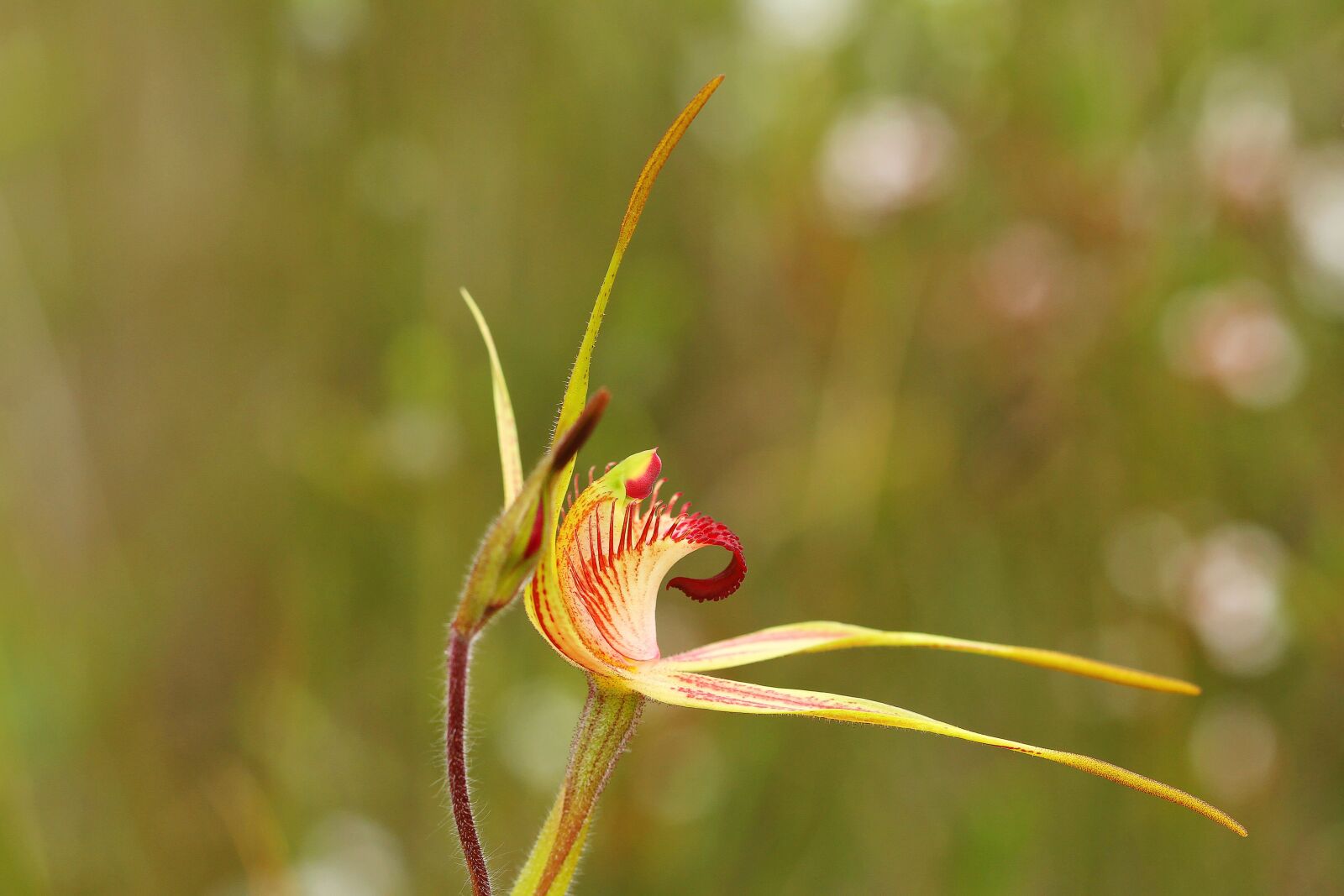 Canon EOS 7D + Canon EF 100mm F2.8 Macro USM sample photo. King spider orchid, caladenia photography
