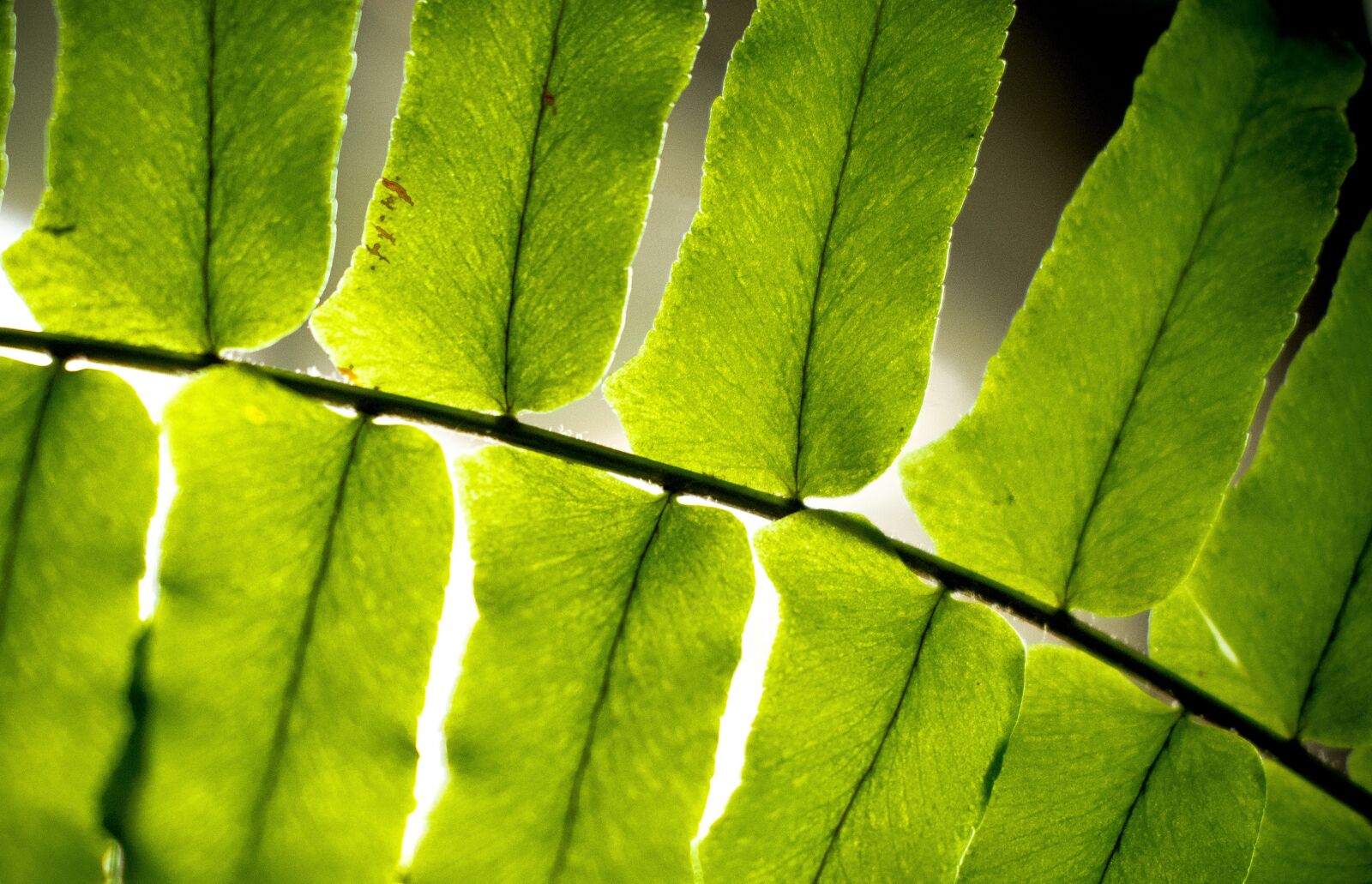 Nikon D5300 sample photo. Leaf, fern, green photography