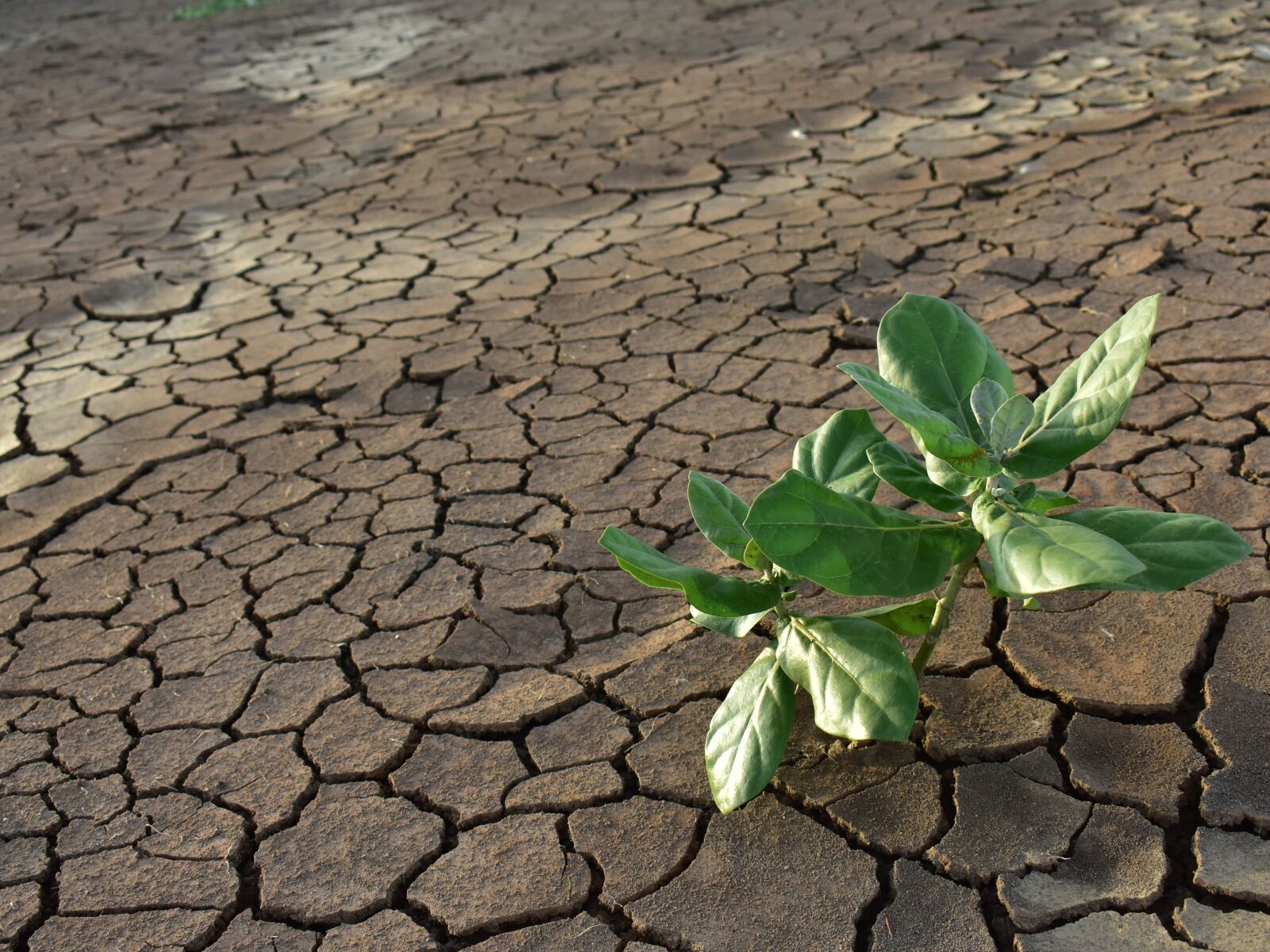 Nikon D3400 sample photo. Drought, dry mud, green photography