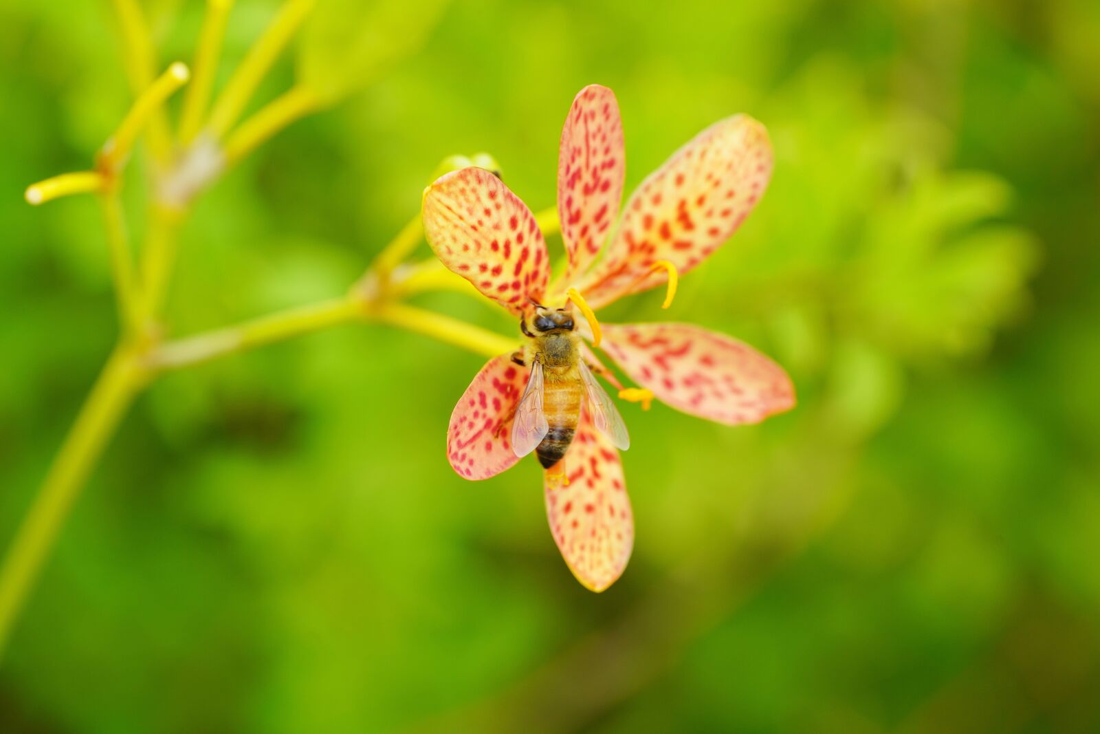Sony a7R III + Sony FE 90mm F2.8 Macro G OSS sample photo. Flower, bee, nature photography