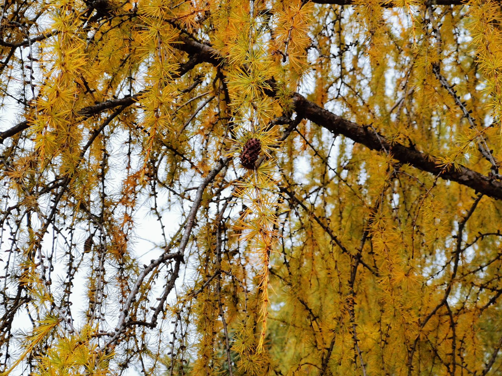 HUAWEI Mate 20 Pro sample photo. Autumn, mountain, trees photography