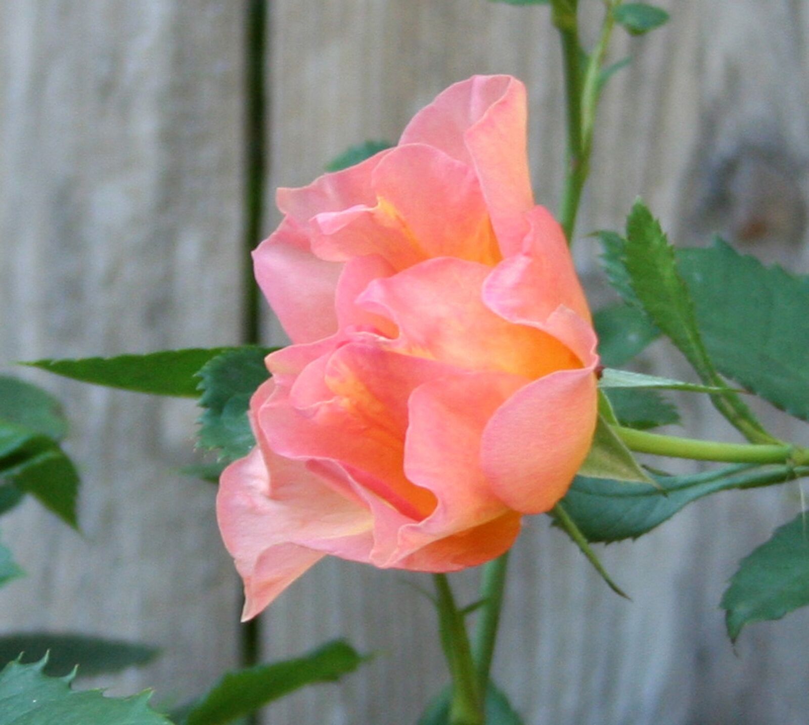 Canon EOS 350D (EOS Digital Rebel XT / EOS Kiss Digital N) sample photo. Sunrise rose, pink, orange photography