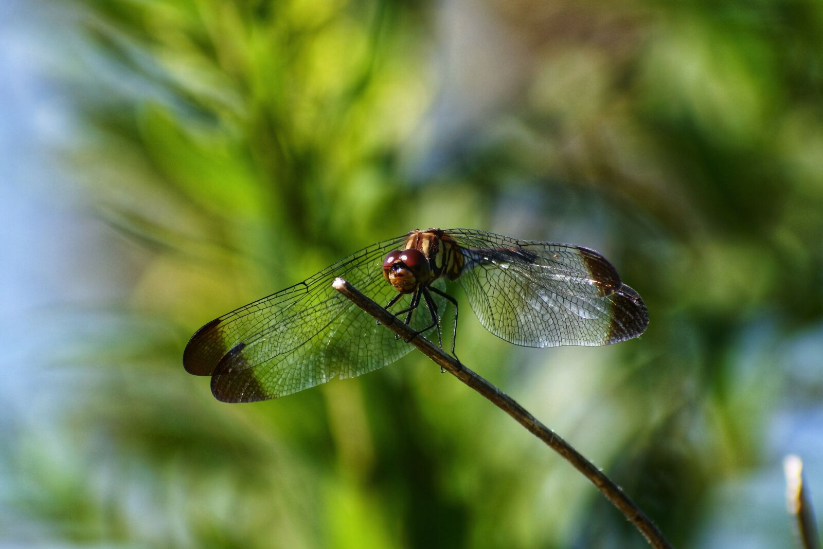 VR 70-300mm f/4.5-6.3G sample photo. Natural, landscape, trees and photography