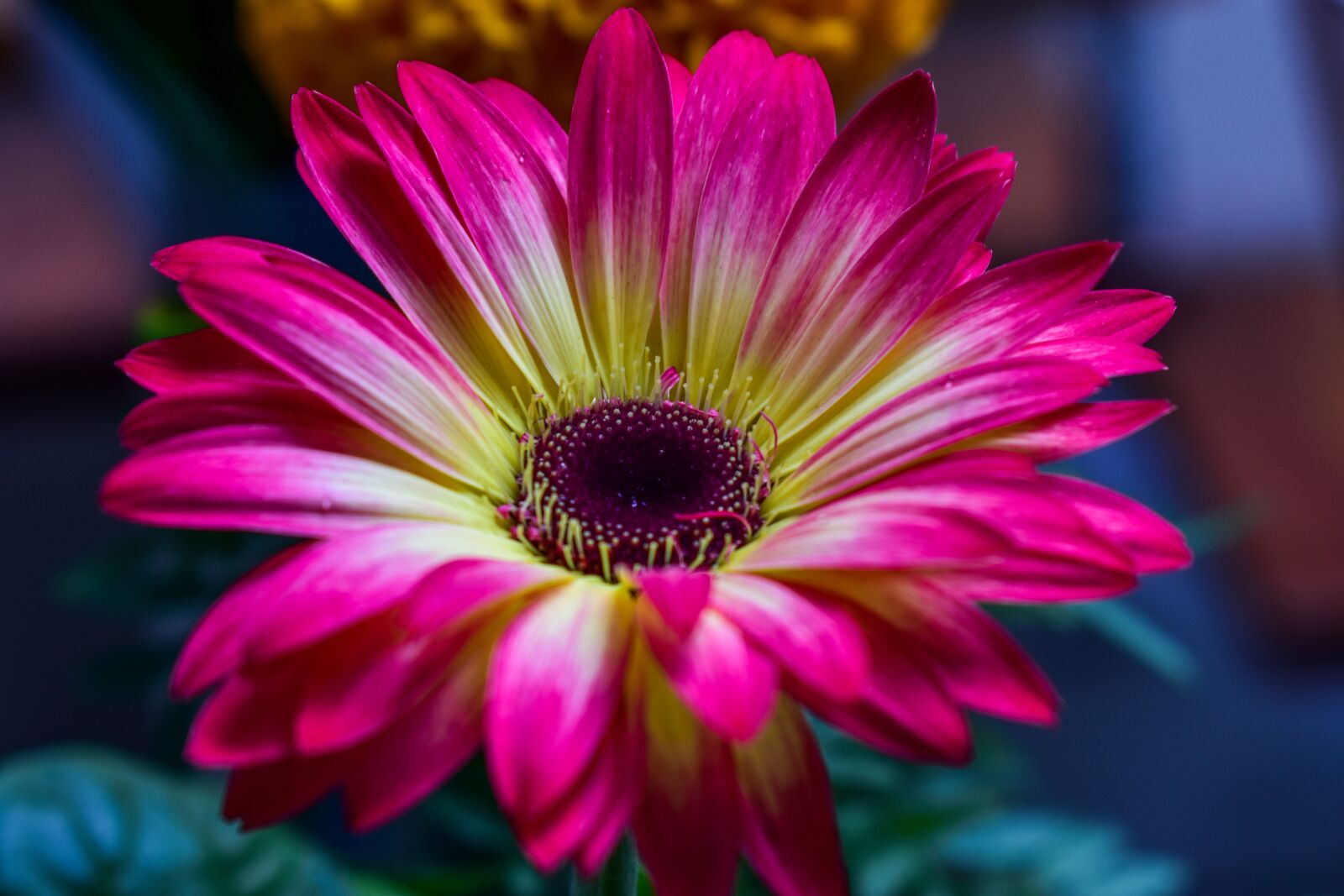 Nikon D3400 sample photo. Gérbela, petals photography