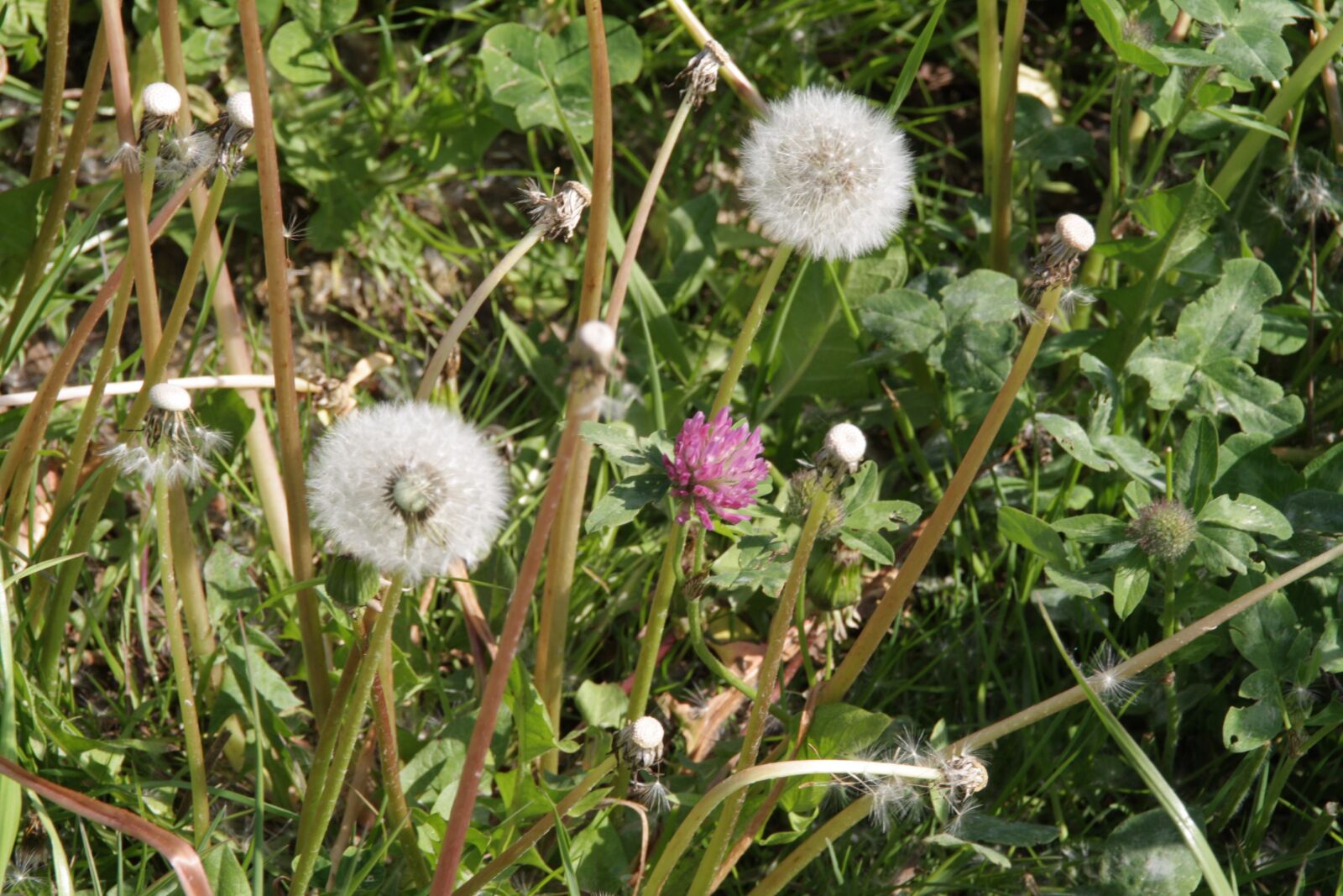 Canon EOS 1000D (EOS Digital Rebel XS / EOS Kiss F) sample photo. Flower, nature, dandelion photography