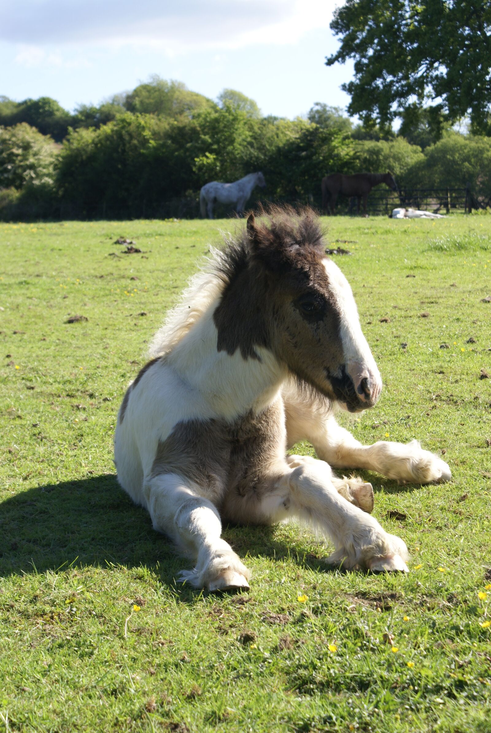 Sony Alpha DSLR-A100 sample photo. Foal, horse, skewbald photography