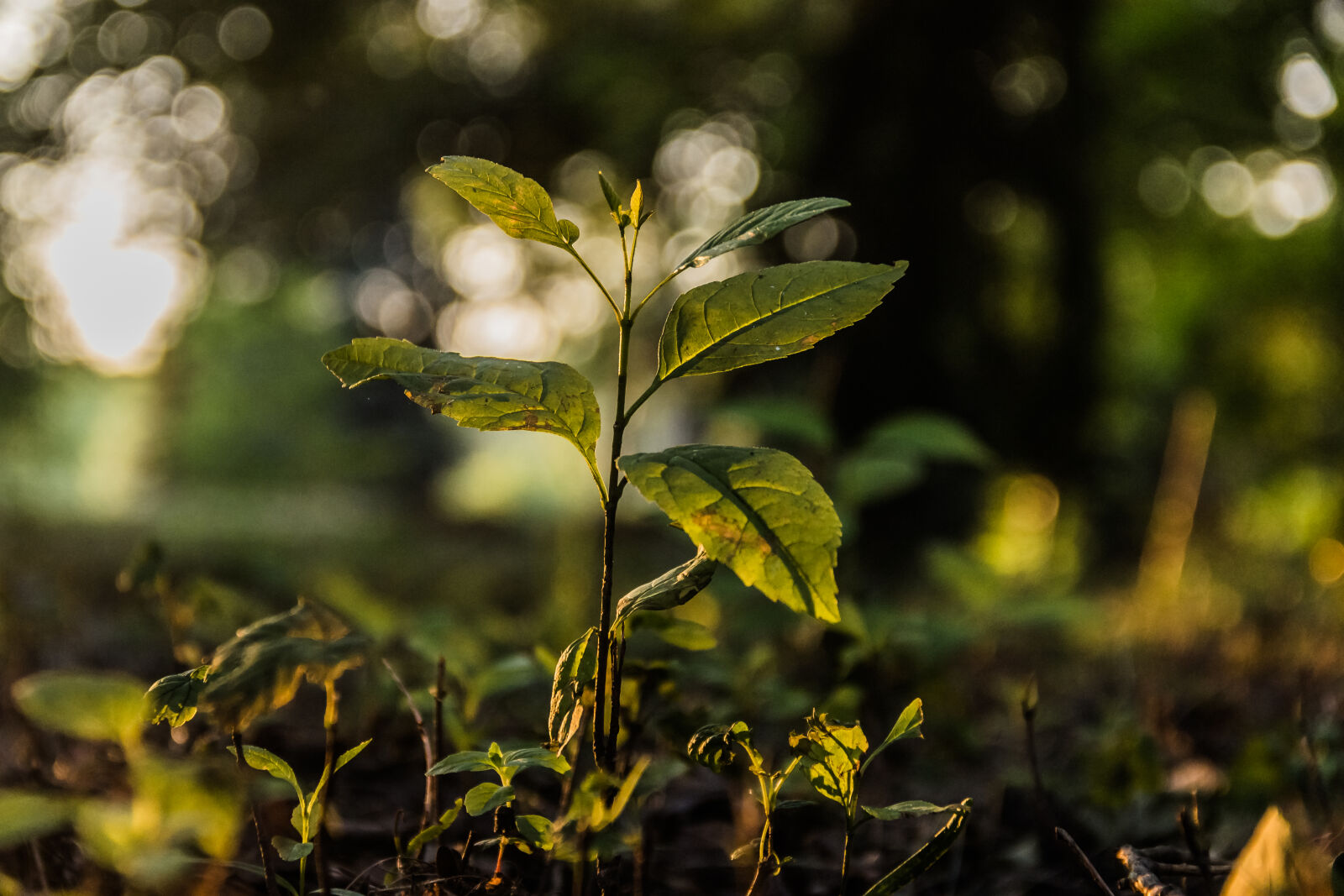 Canon EOS 600D (Rebel EOS T3i / EOS Kiss X5) sample photo. Leaves, lights, plant, tree photography