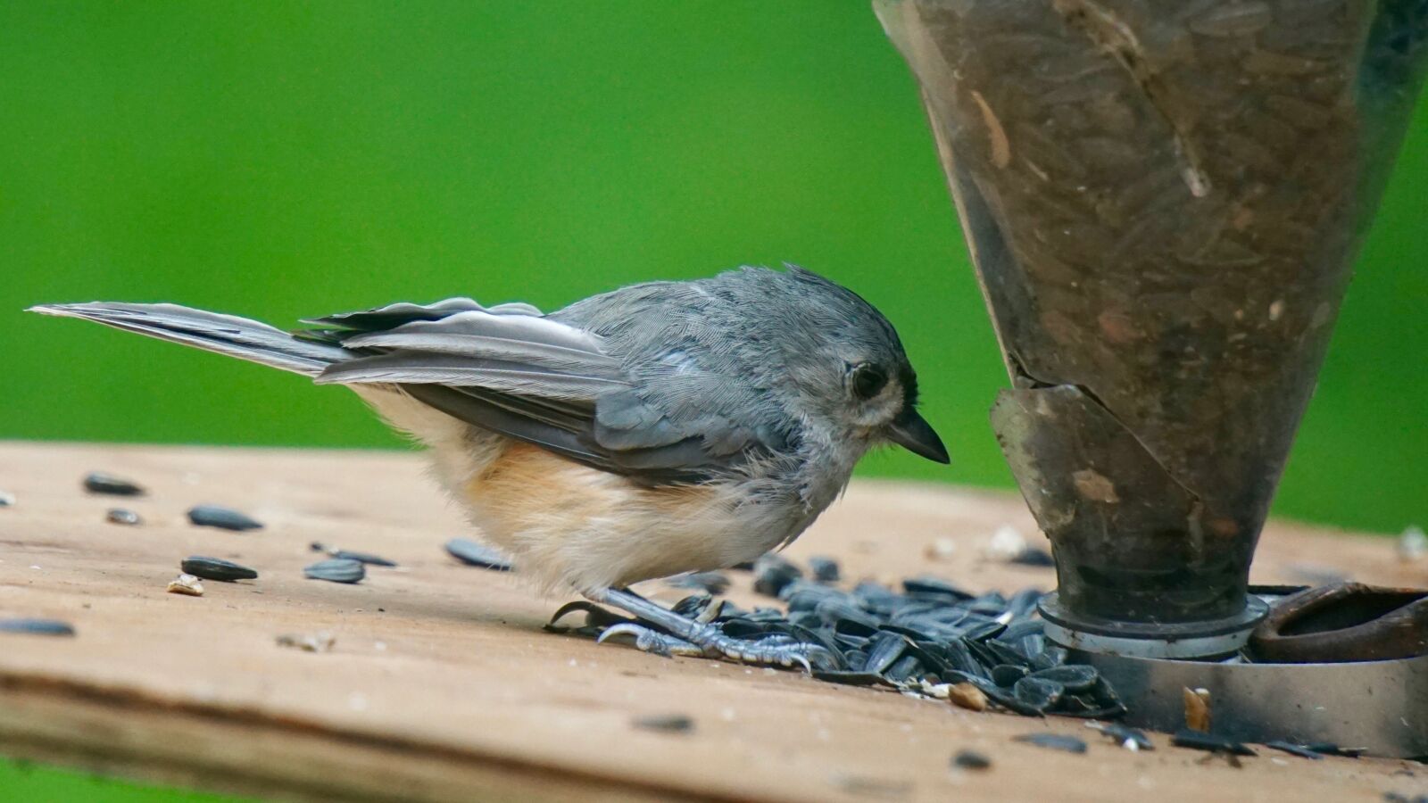Sony a6000 sample photo. Bird, feeding, eating photography