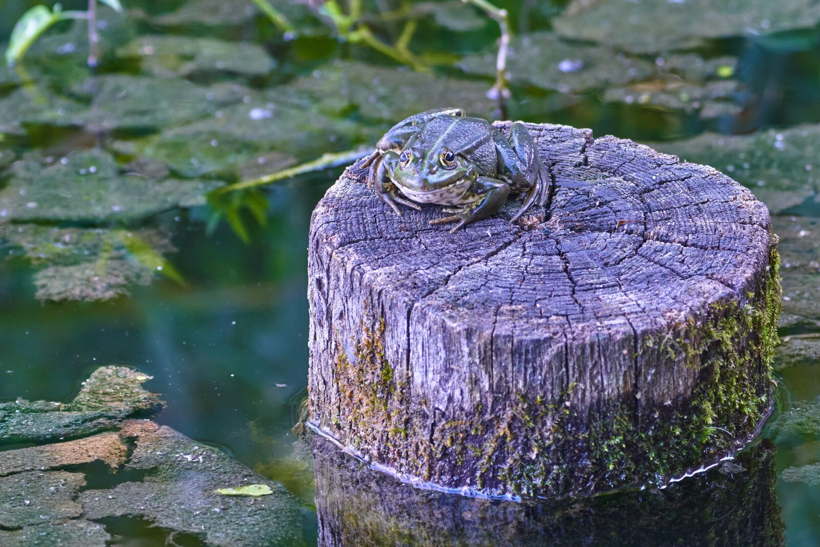 Sony a7 III sample photo. Frog, tribe, pond photography