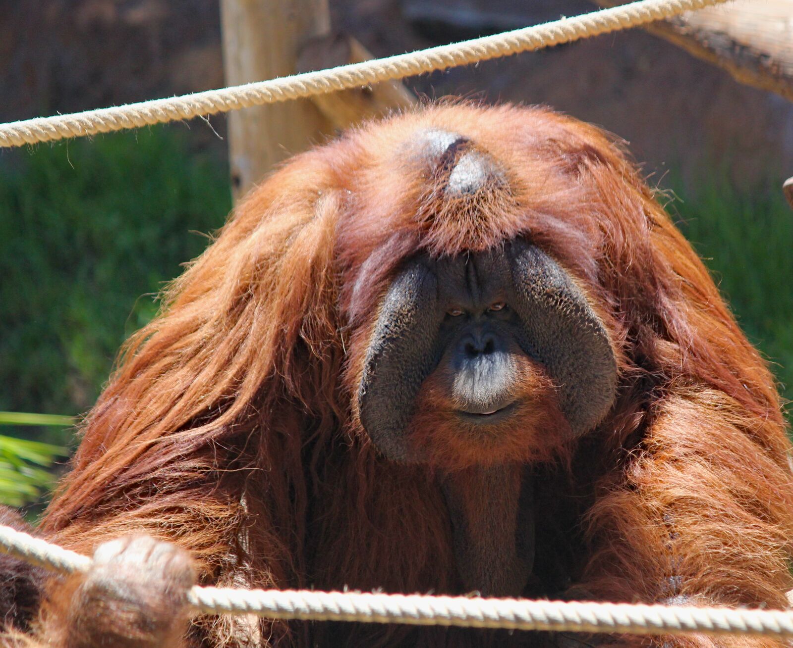 Canon EOS 550D (EOS Rebel T2i / EOS Kiss X4) sample photo. Orangutan, primate, monkey photography