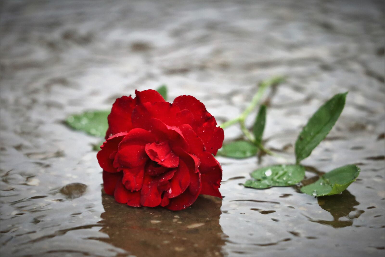 Canon EF 70-300 F4-5.6 IS II USM sample photo. Red rose in rain photography