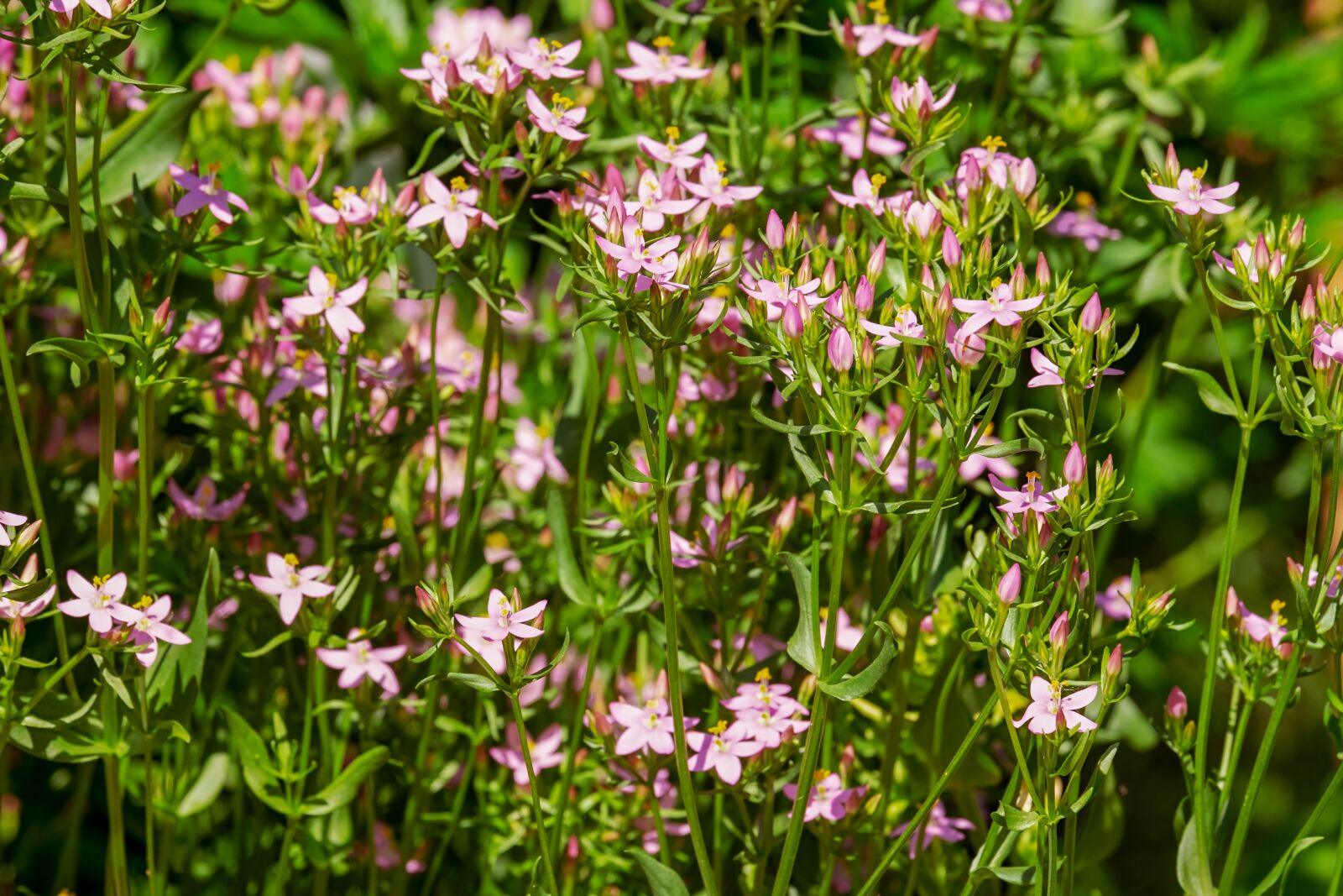 Fujifilm XF 55-200mm F3.5-4.8 R LM OIS sample photo. Real centaury, centaurium erythraea photography