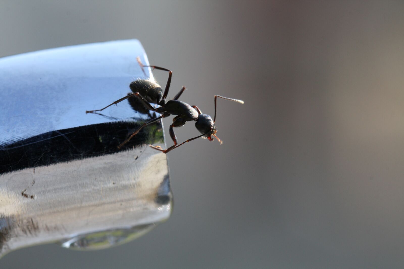 Canon EOS 450D (EOS Rebel XSi / EOS Kiss X2) sample photo. Ant, insects, faucet photography