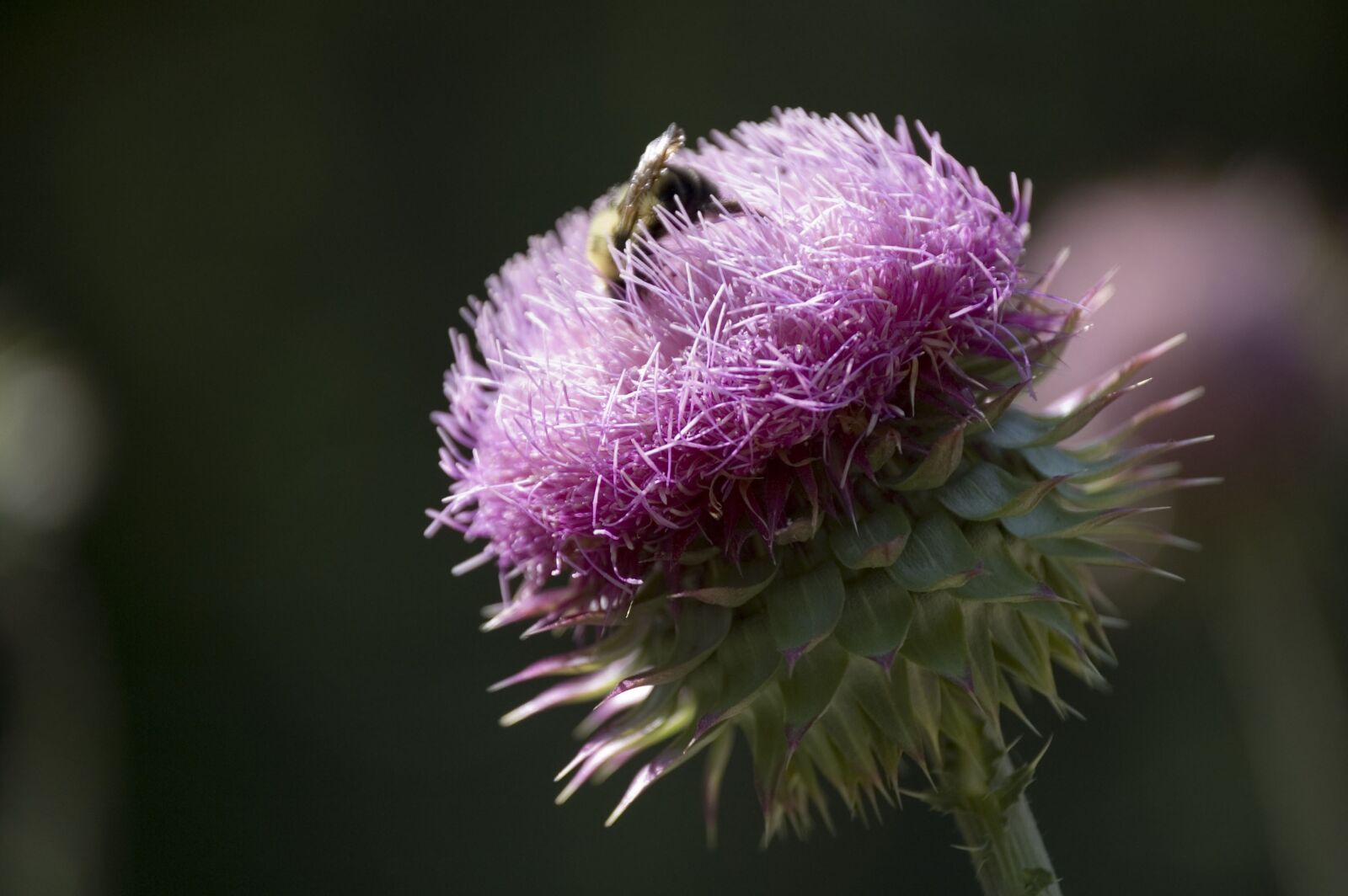 Nikon D50 sample photo. Thistle, flower, bee photography
