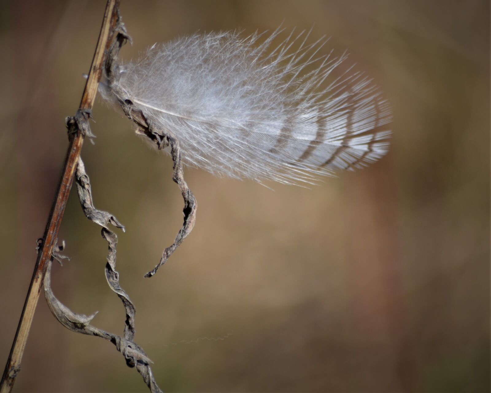 Nikon D3200 sample photo. Väike, valge, sulg photography
