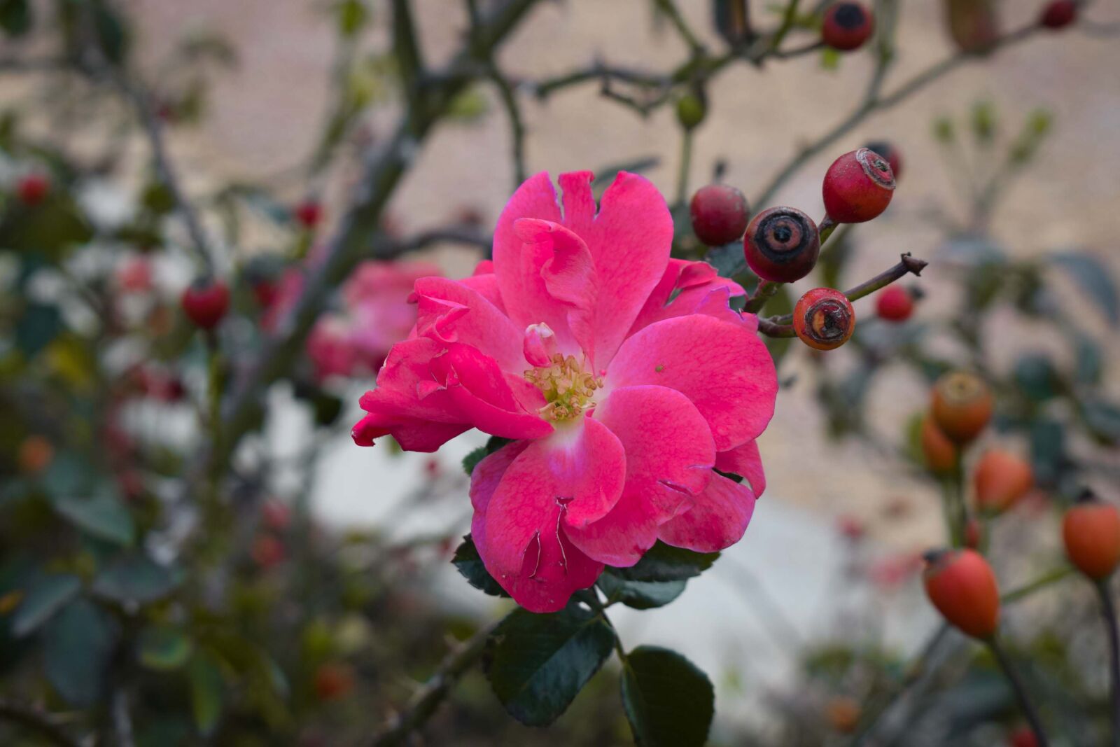 Nikon D5300 sample photo. Flower, rosa, nature photography