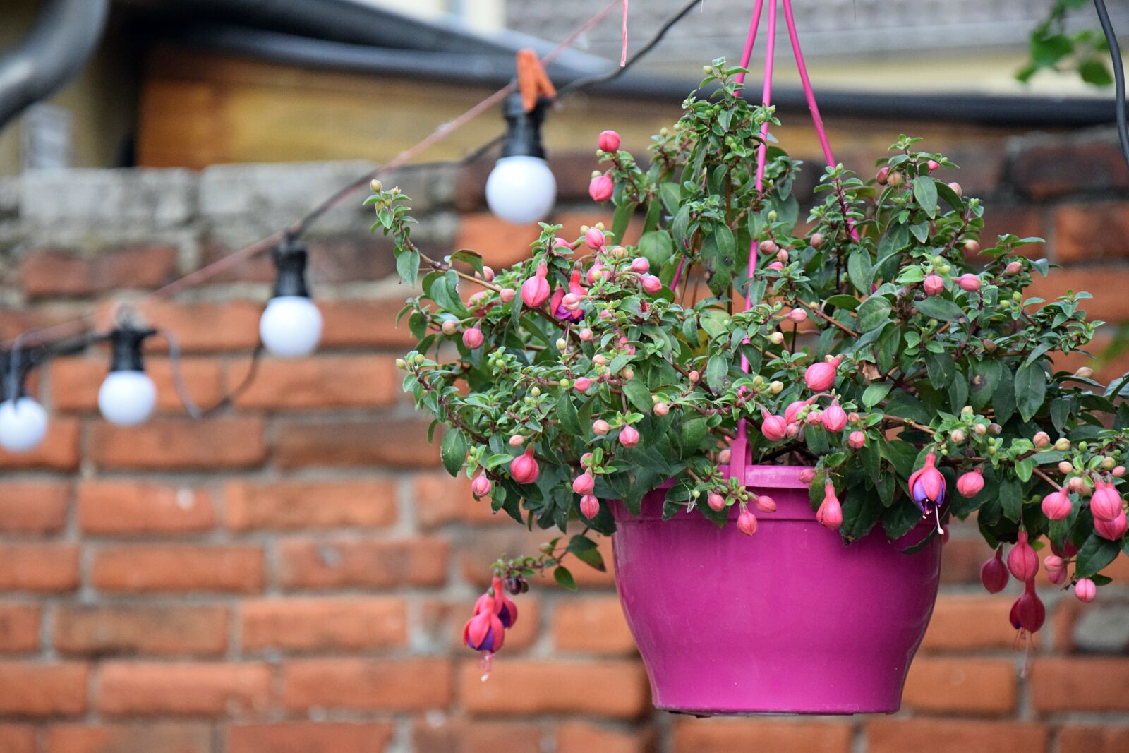 Nikon D3300 sample photo. Flowerpot, hanging plant, pink photography