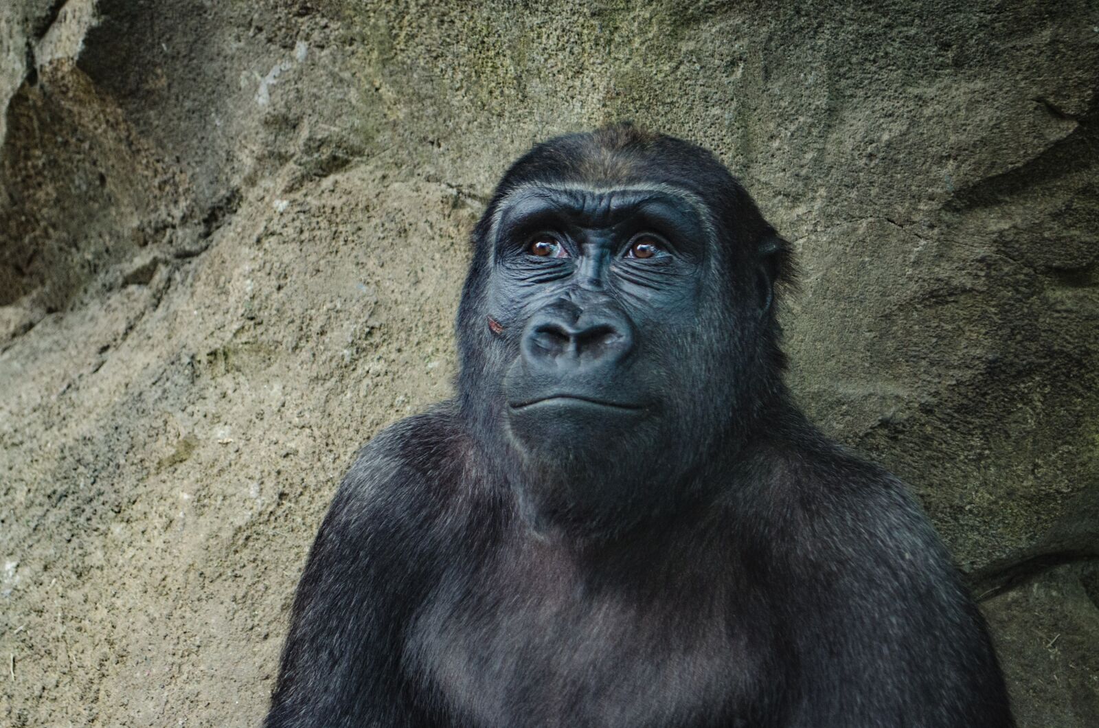 Nikon D5100 sample photo. Animal, ape, gorilla photography