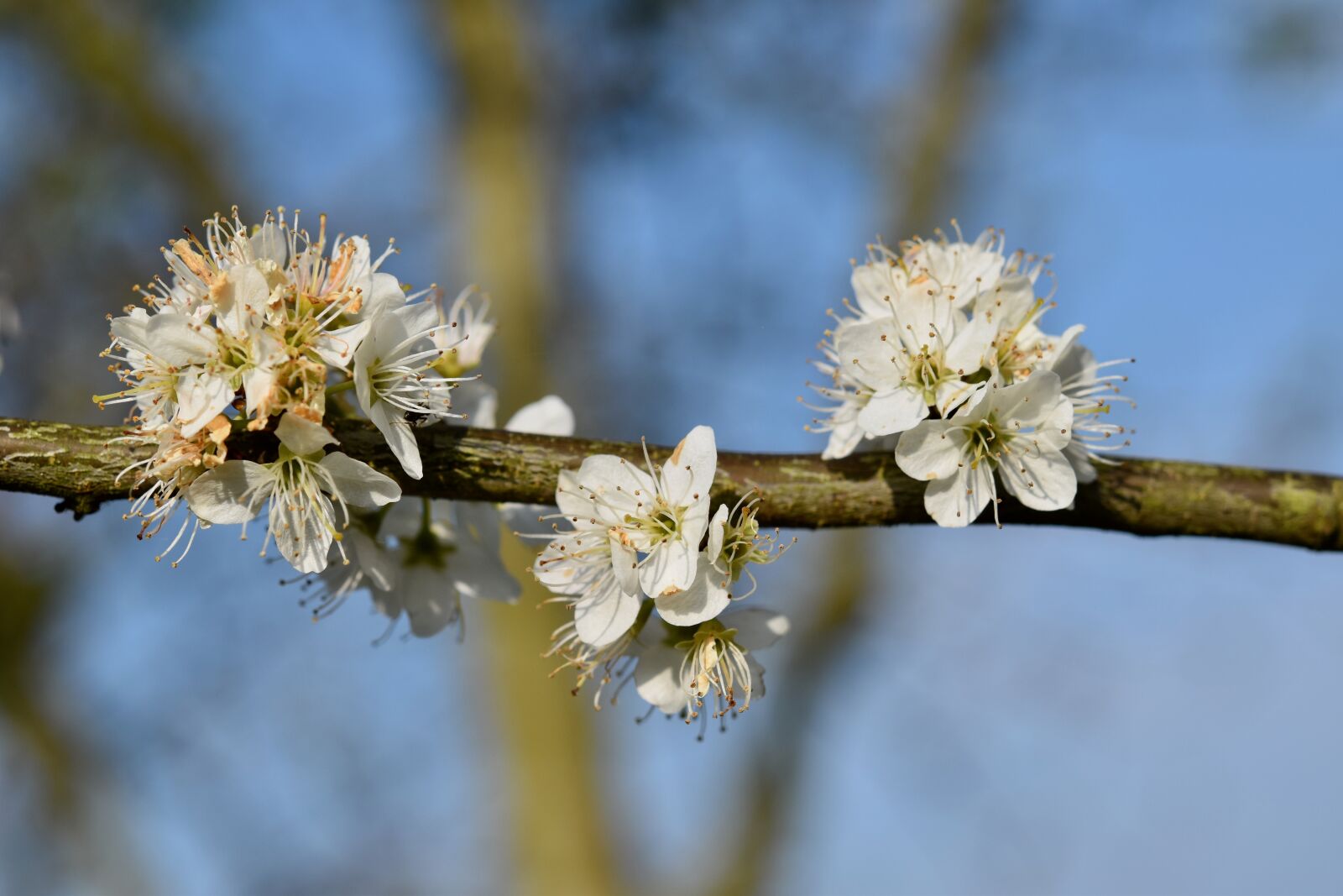 Nikon D5600 sample photo. Flower, flowers shrub, flowering photography