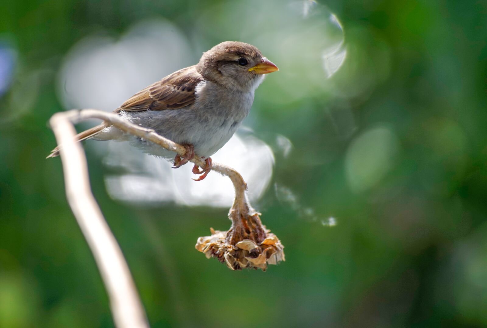 Pentax K-30 sample photo. Sparrow, sperling, bird photography