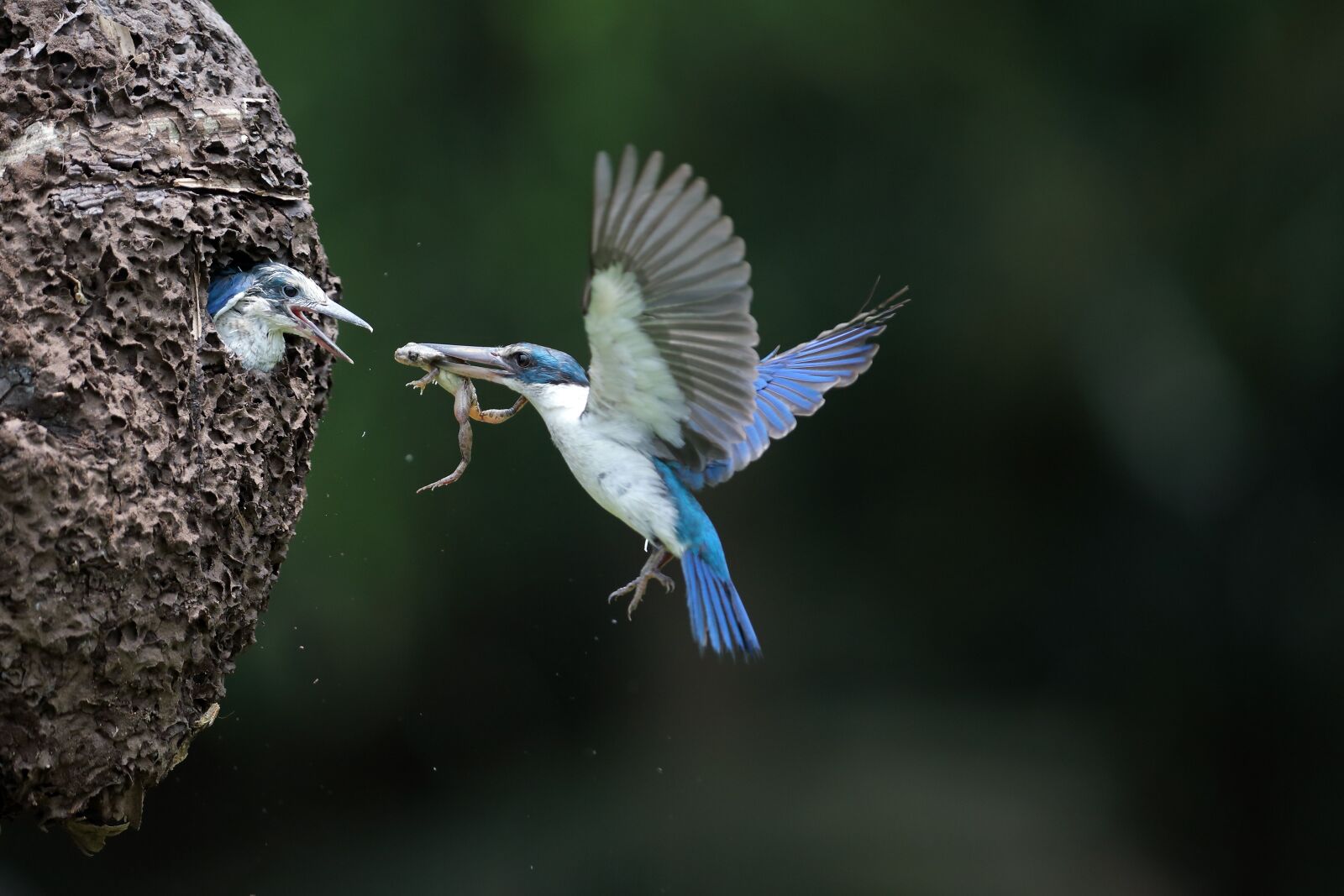 Canon EF 300mm F2.8L IS USM sample photo. Breeding, children, birds photography